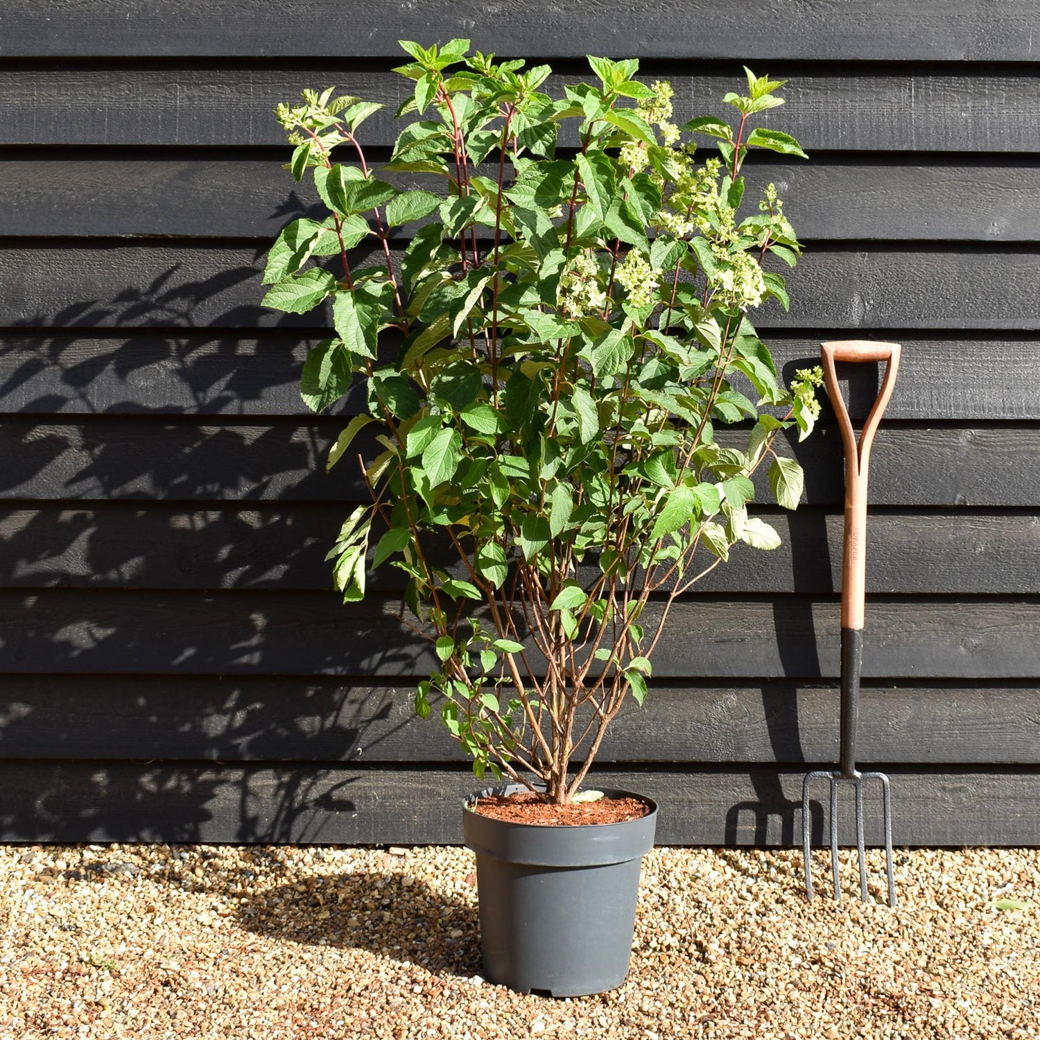 Hydrangea Paniculata 'Fraise Melba' - Height 50-60cm - 15lt