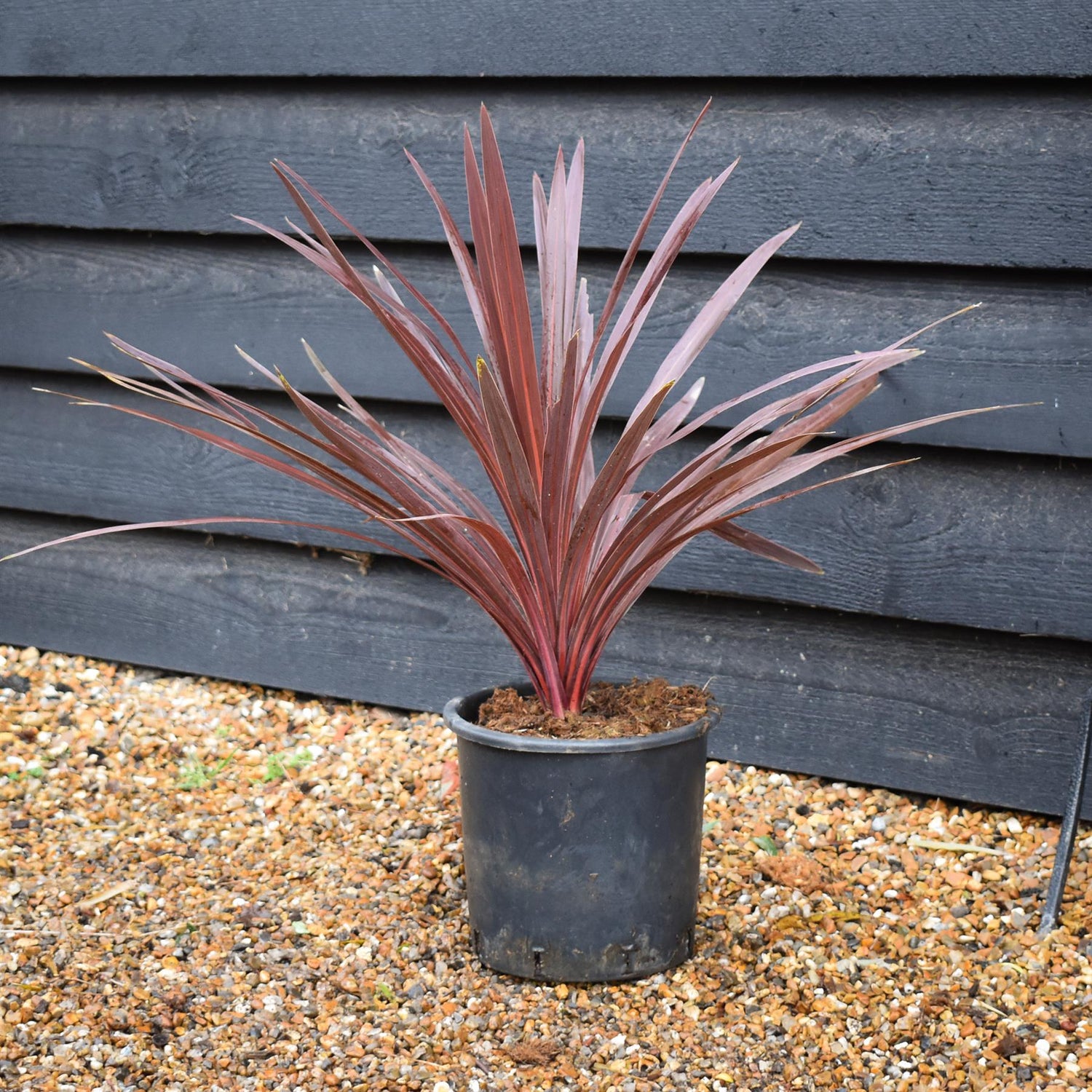 Cordyline australis 'Red Star' - Height 40-50cm - 10lt