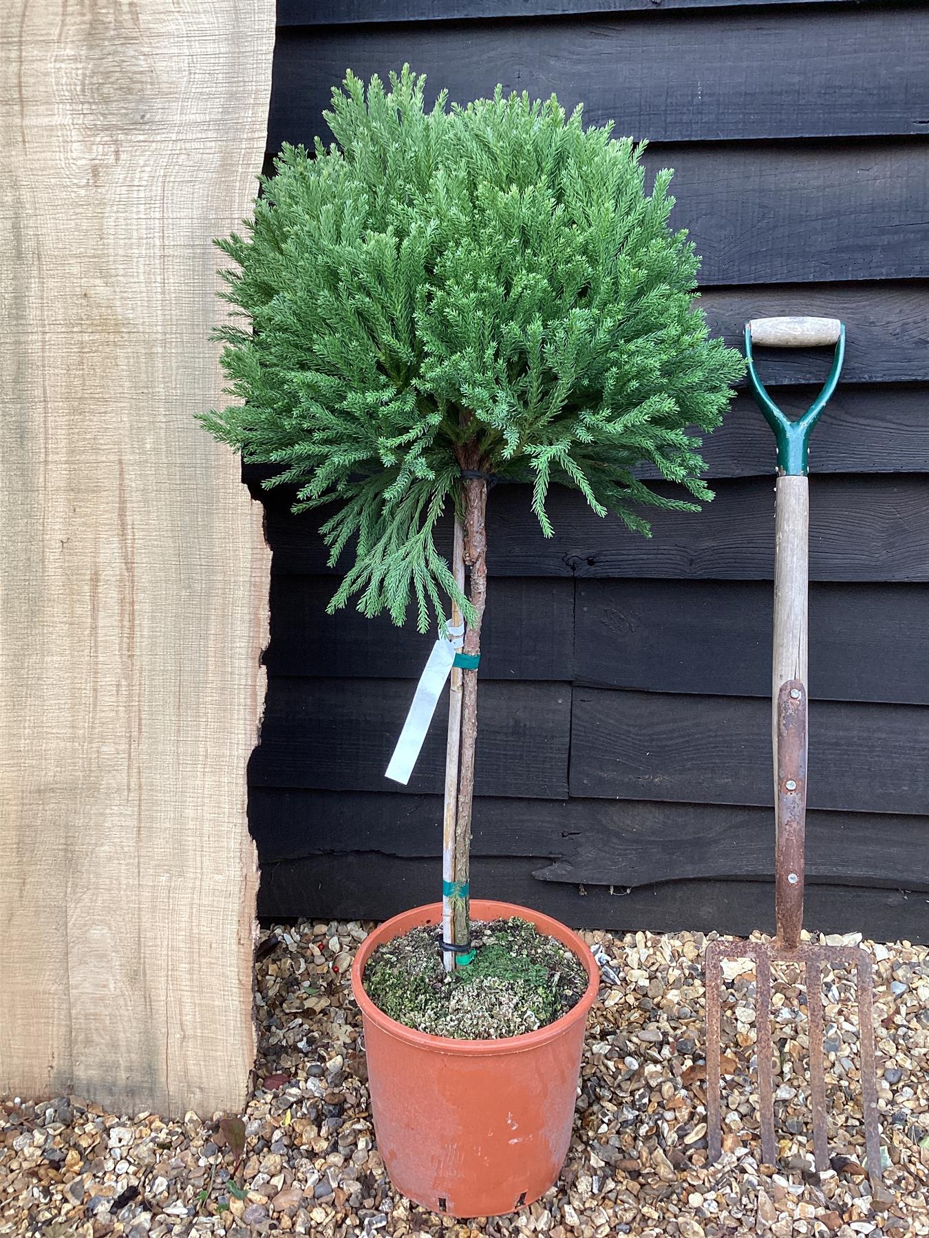 Cryptomeria japonica | Japanese cedar - 1/4 Standard - 105 cm