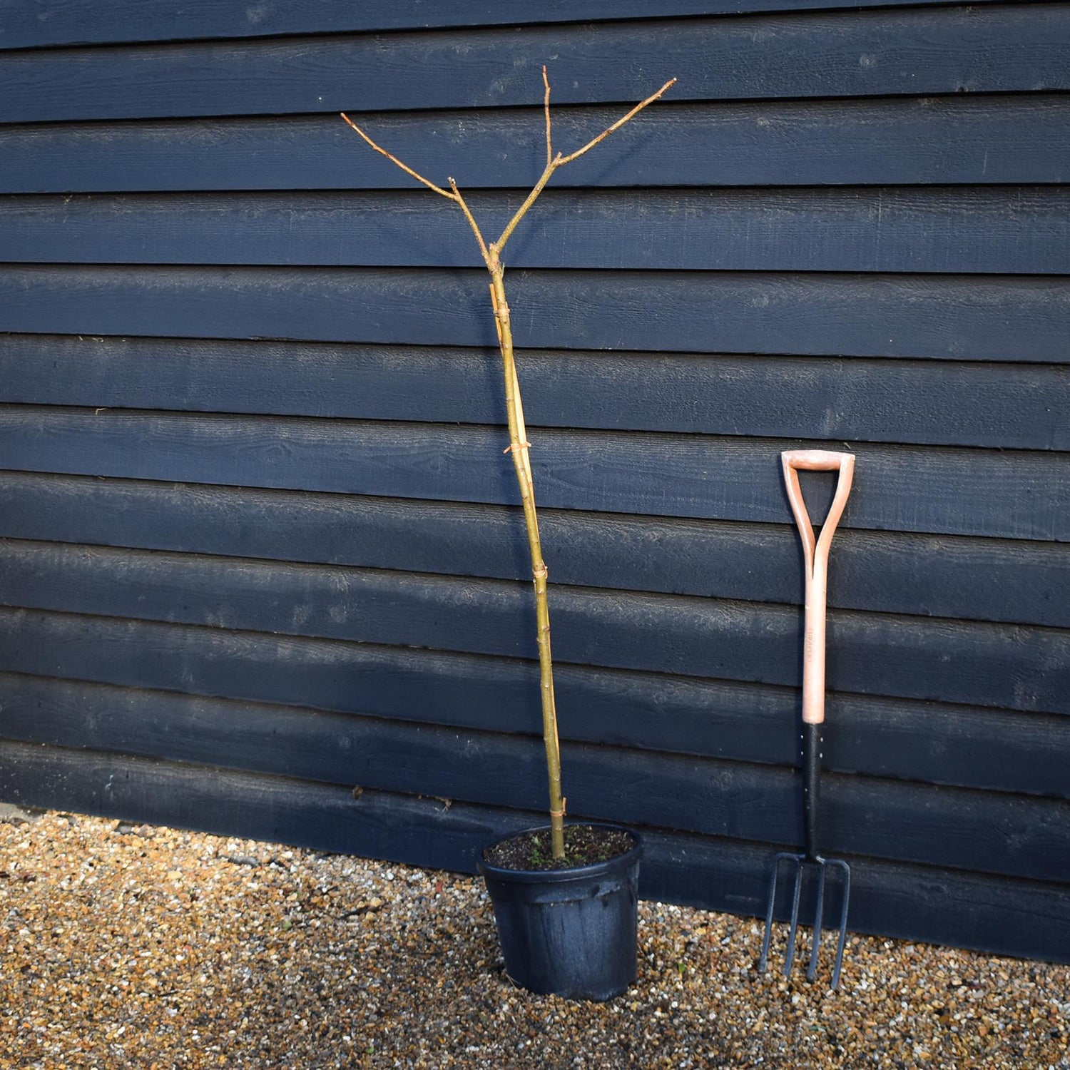 Albizia Julibrissin Evey's Pride | Silk Tree - Height 140-145cm - 15lt