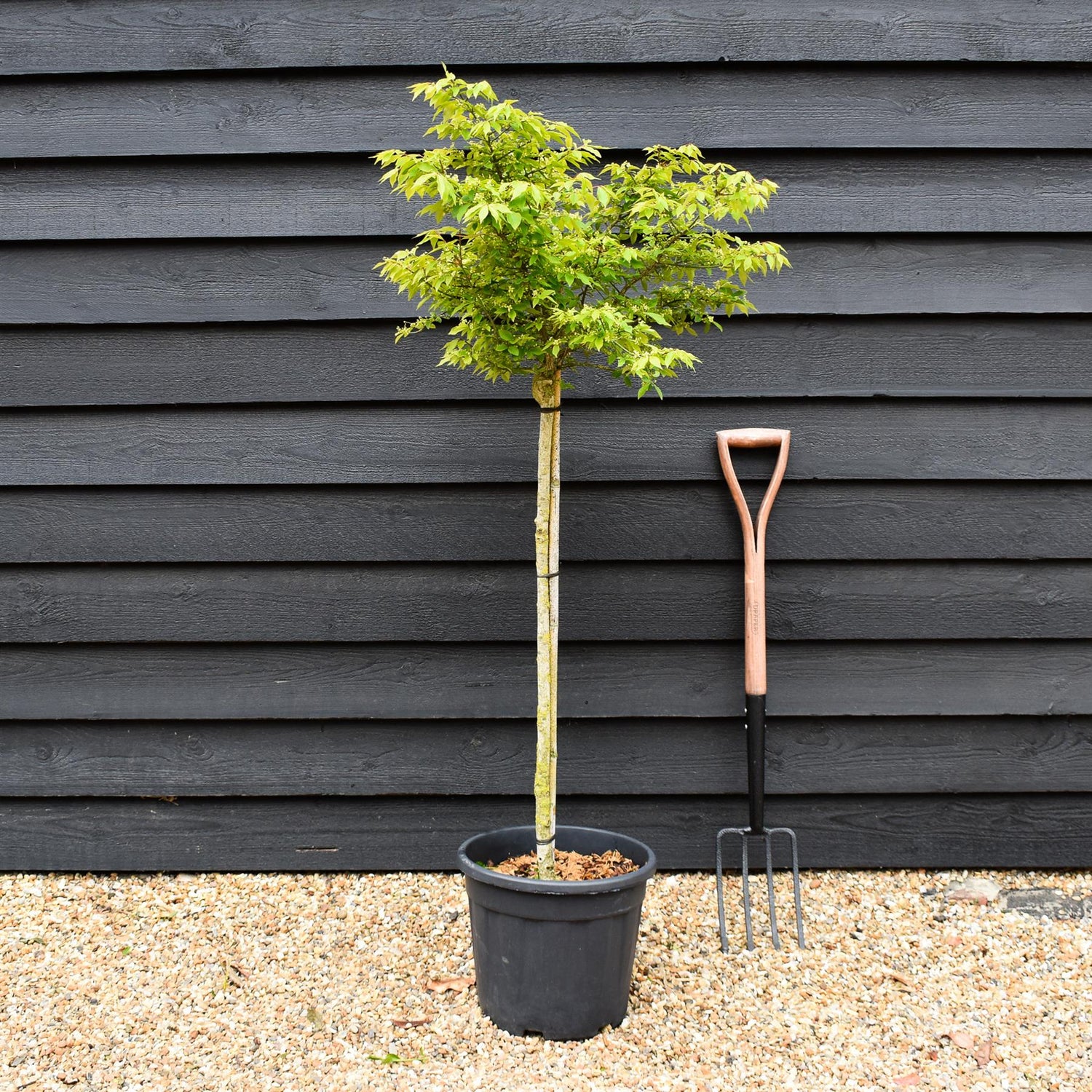 Euonymus alatus Shrub | Winged Spindle Small Tree - - Clear Stem 100cm - Height 140-150cm - 15lt