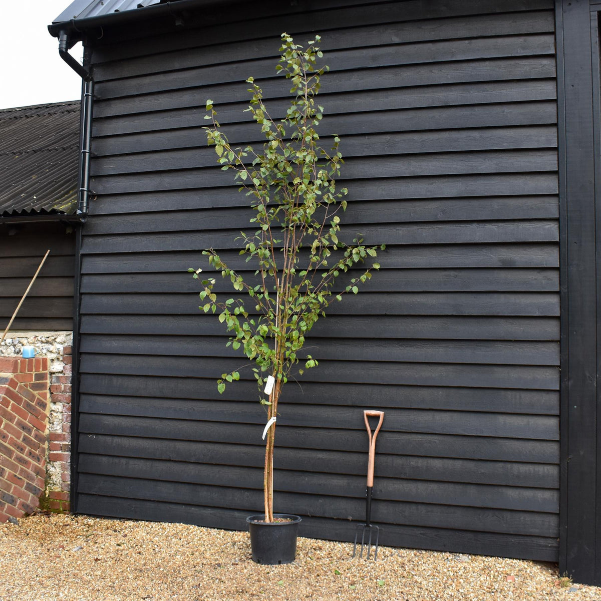 Betula utilis jacquemontii | Kashmir Birch - Multistem - 280cm, 20lt