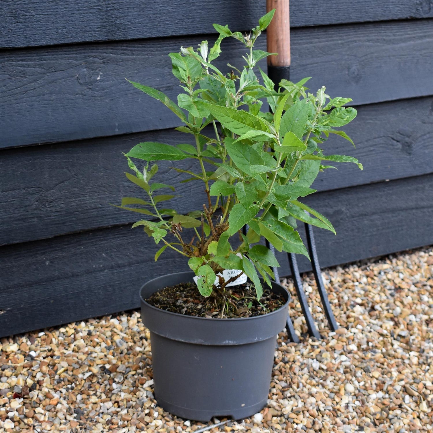 Buddleja 'Butterfly Candy Little White' | Butterfly Candy Little White Height 10-20cm - 4lt
