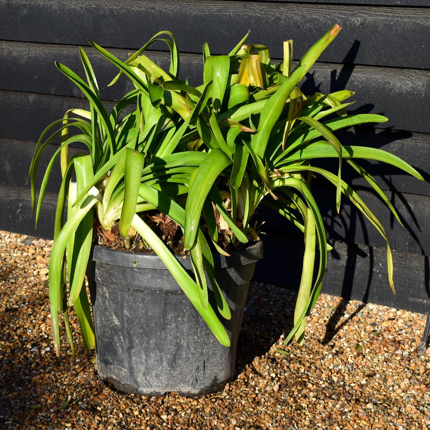 Agapanthus umbellatus 'Ovatus'| Lily of the Nile - Perennial - Height 60cm -35lt
