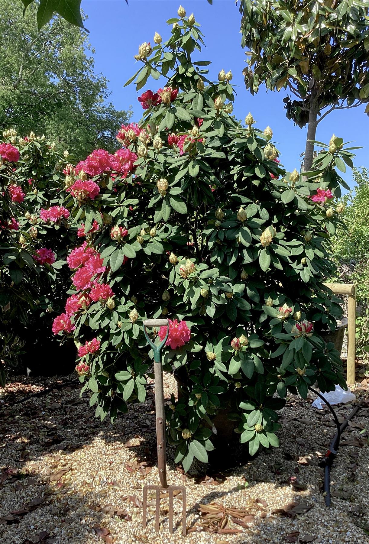 Azalea | Rhododendron hybrid - Very Large Shrub - 250cm - 130lt