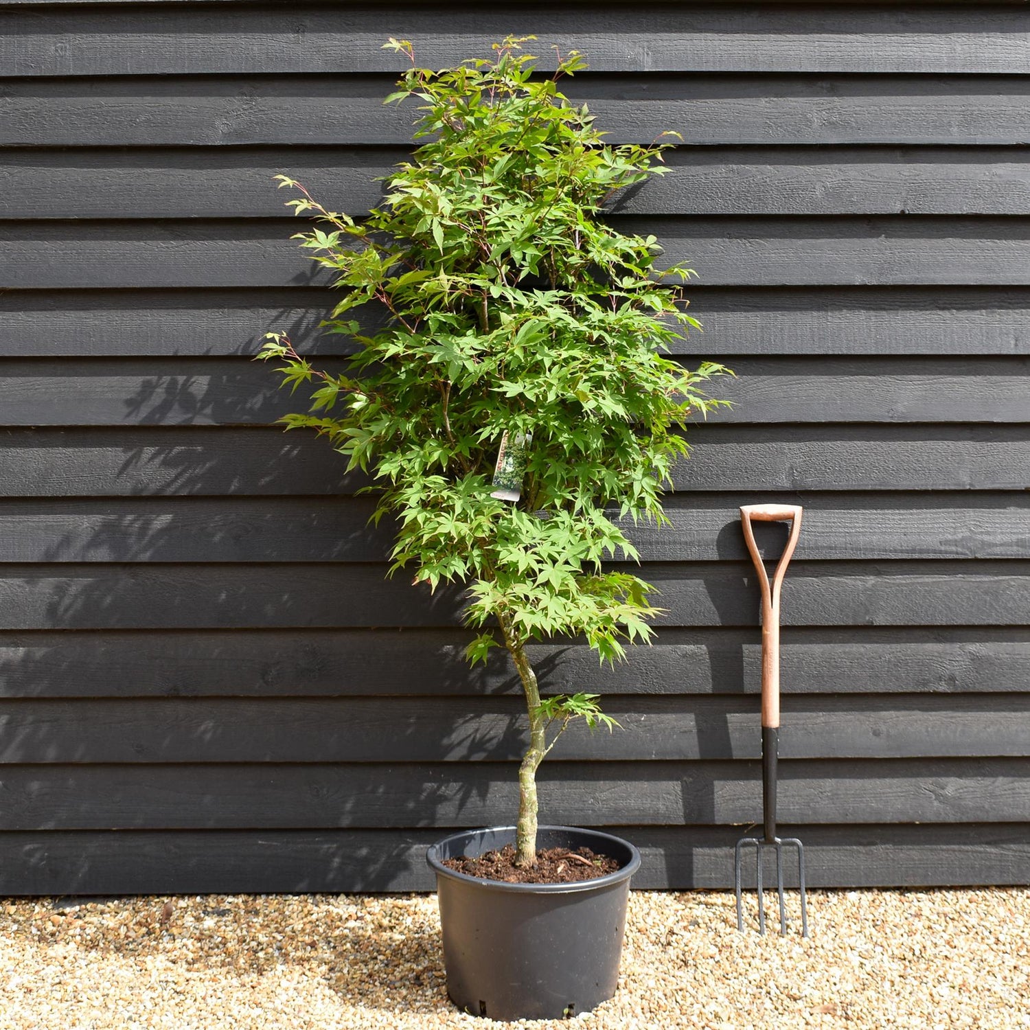Acer palmatum 'Osakazuki' | Japanese Maple - Bushy - Height 170-190cm - 35lt