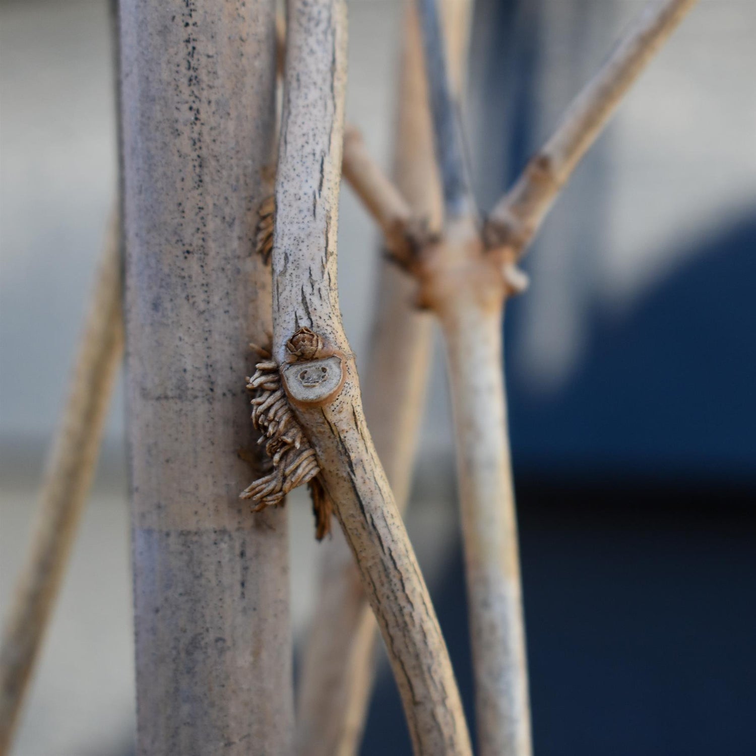 Campsis 'Flava' - Deciduous Climber - Height 180-200cm - 9lt