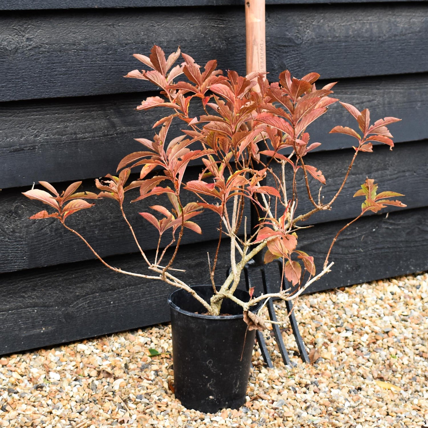 Weigela Towers of Flowers Apple Blossom - Height 35-40cm - 3lt