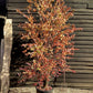 Cercidiphyllum japonicum | Japanese Katsura Tree - 200-250cm, 50lt