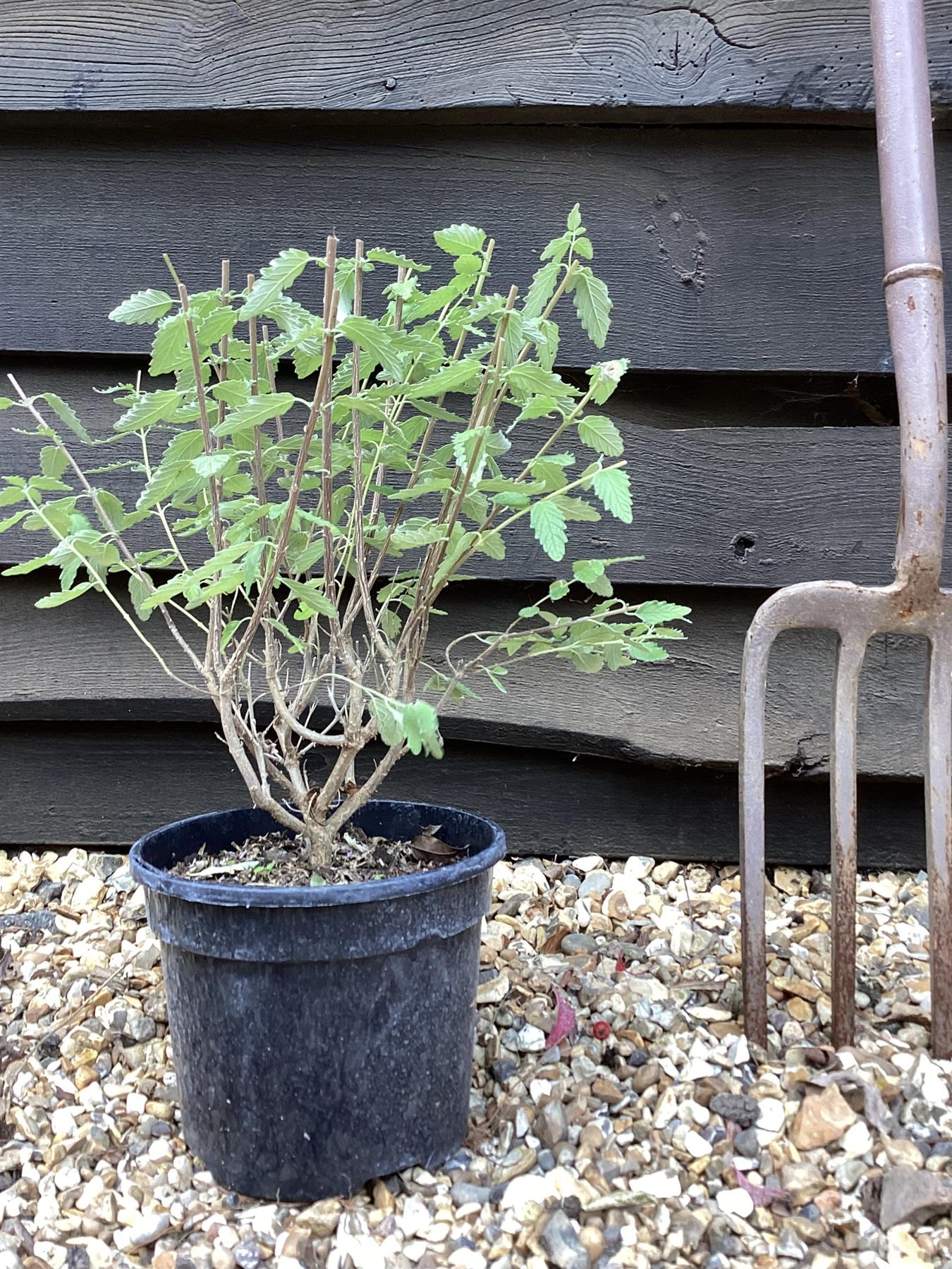 Caryopteris x clandonensis 'Summer Sorbet' | Summer Sorbet 20-50cm - 10lt