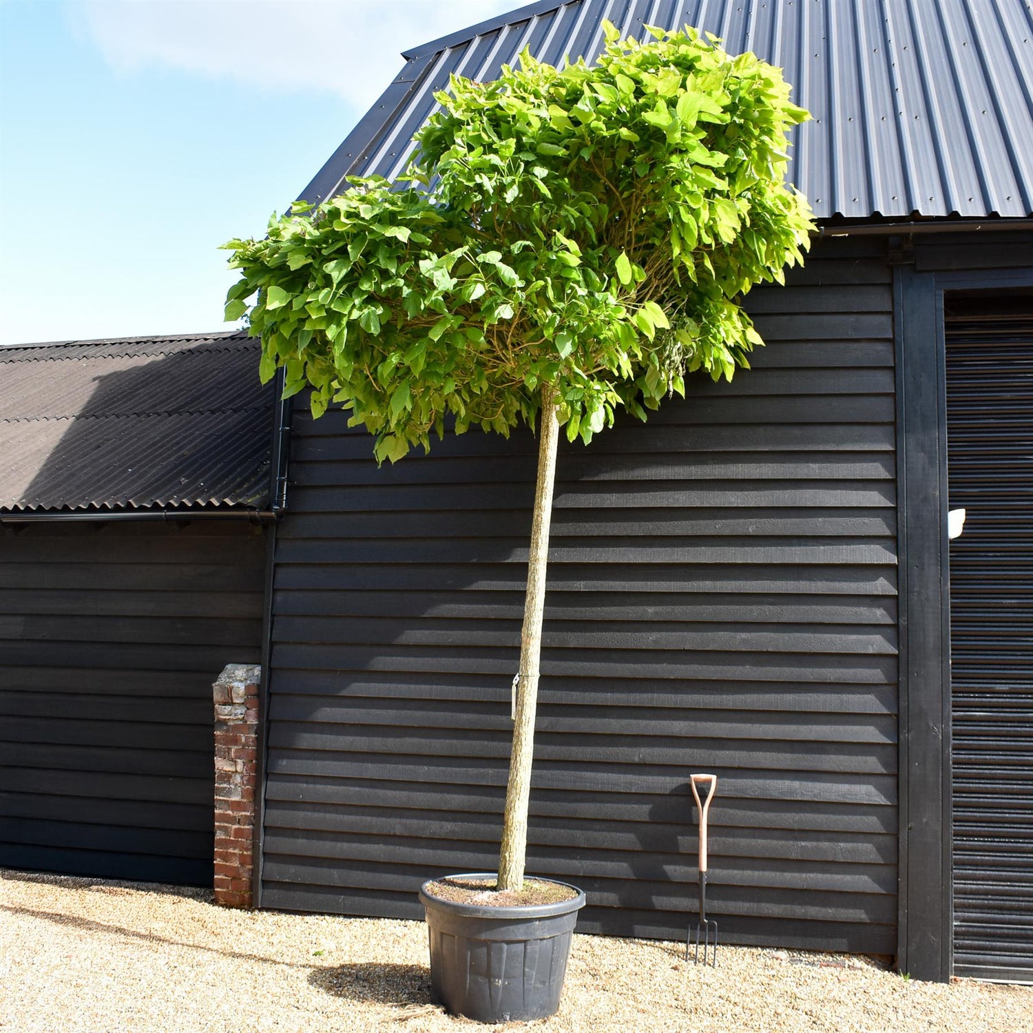Catalpa Bignonioides (Ovata) Tree | Indian bean tree - Standard - Mature Tree - Height 350cm - 150lt