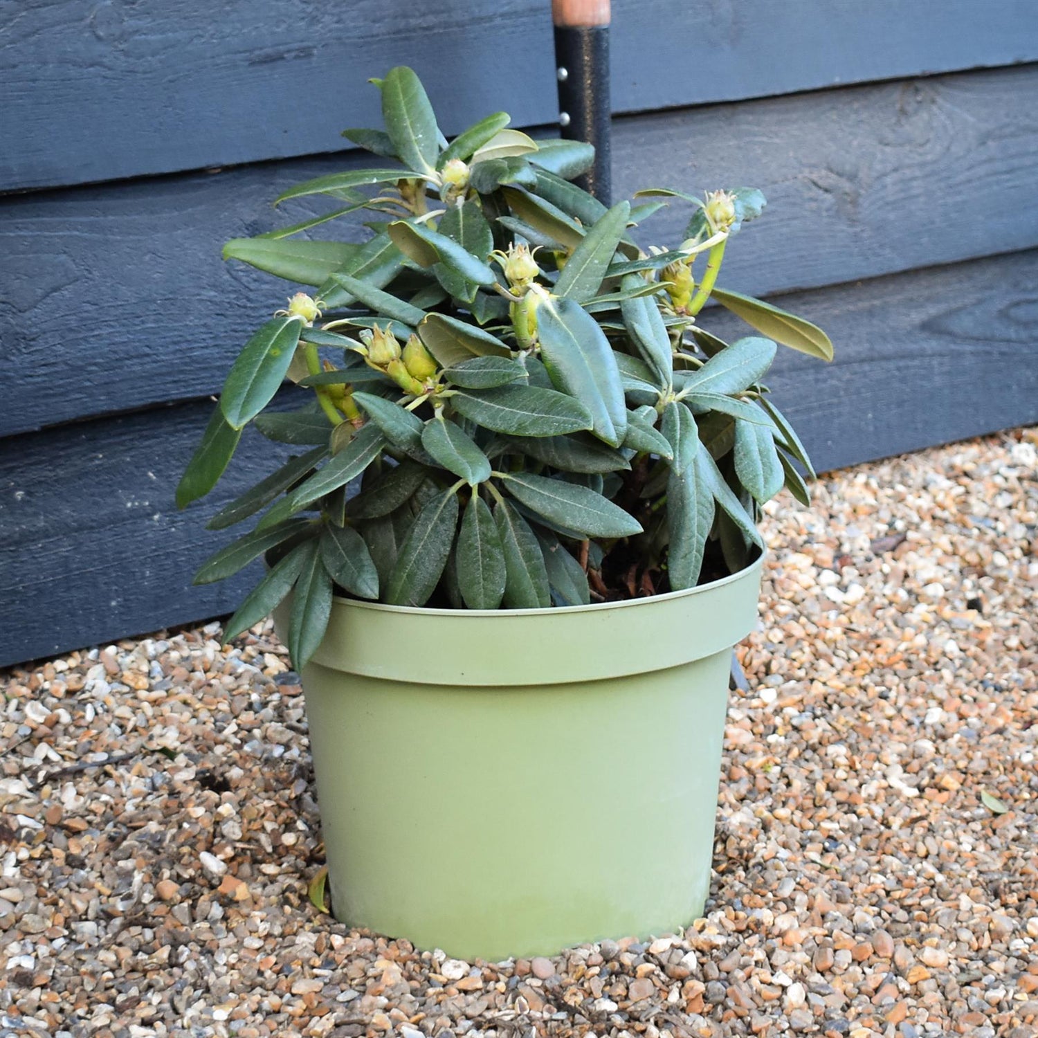Rhododendron Yakushimanum  'Fantastica' - Shrub - Height 25-35cm - 20lt