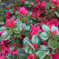 Azalea Japonica Hino Crimson| Rhododendron Hino Crimson - 50-60cm - 7lt
