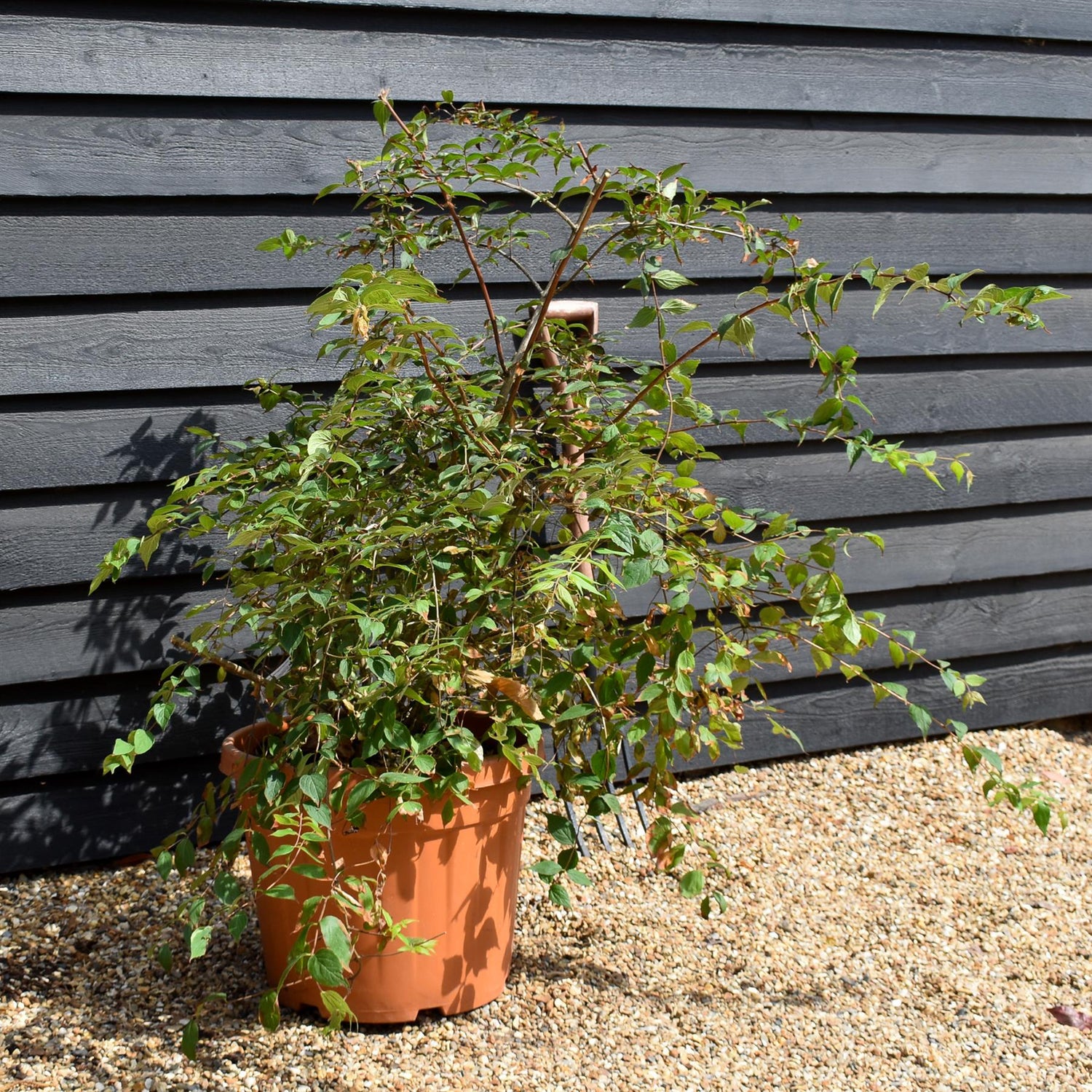 Kolkwitzia amabillis 'Pink Cloud' Height 80-100cm - Bushy - 45lt