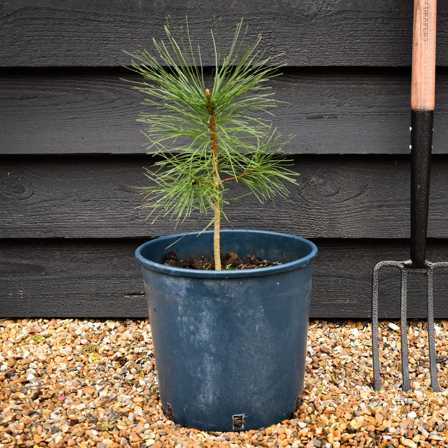 Pinus ponderosa - Western Yellow Pine - Height 90-120cm - 12lt