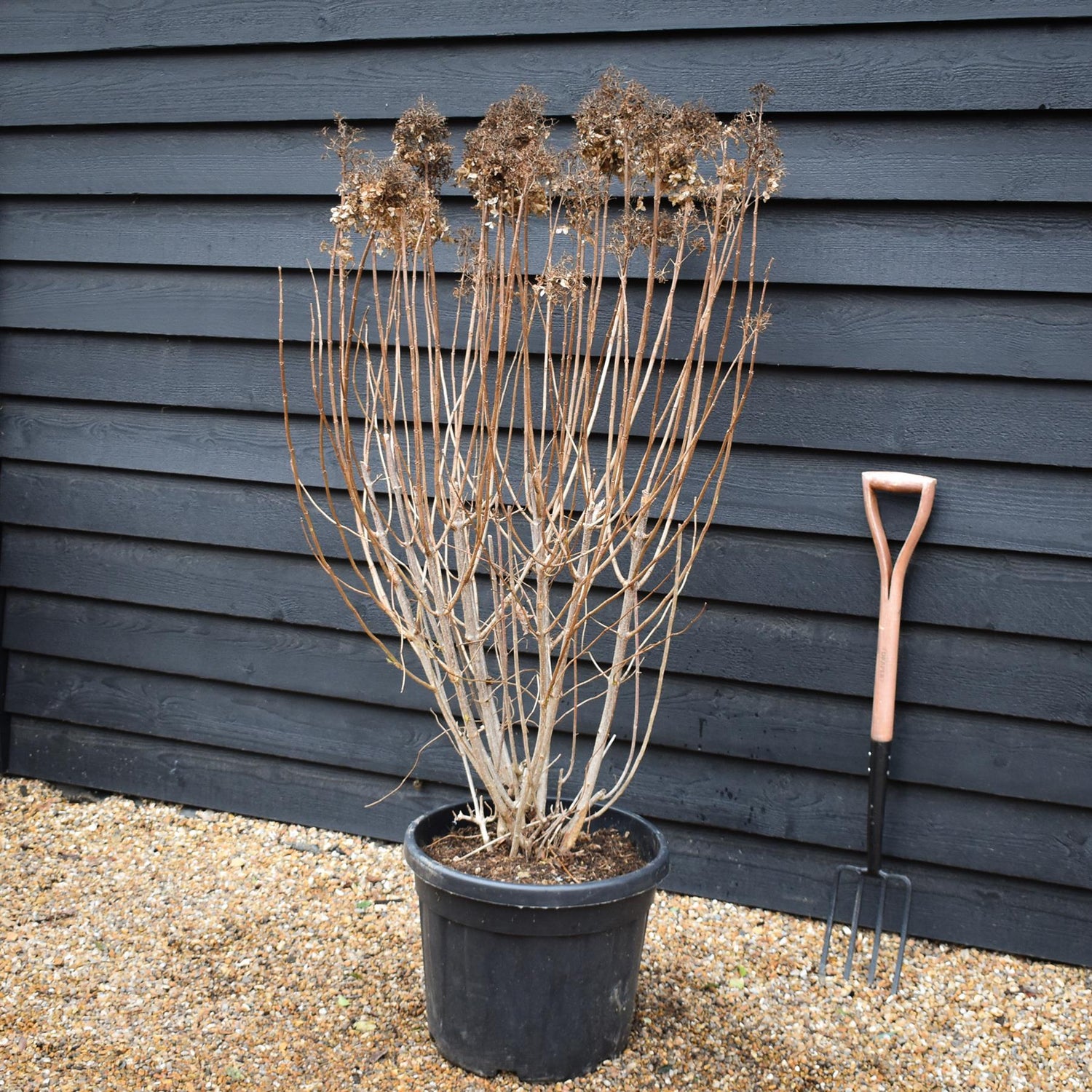 Hydrangea paniculata 'Grandiflora' - Shrub - Height 130cm - 45lt