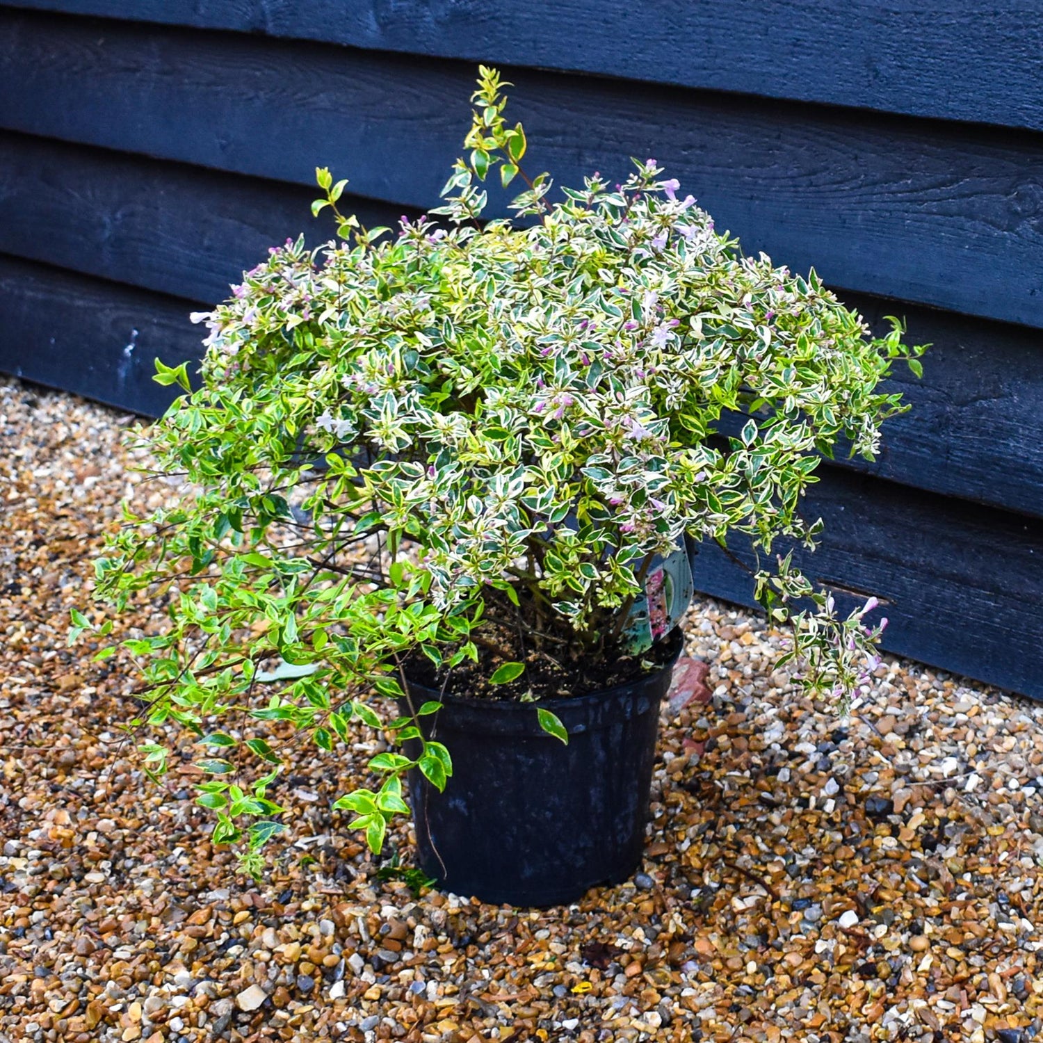 Abelia Hopleys | Abelia Caramel Charm - 45-55cm, 5lt