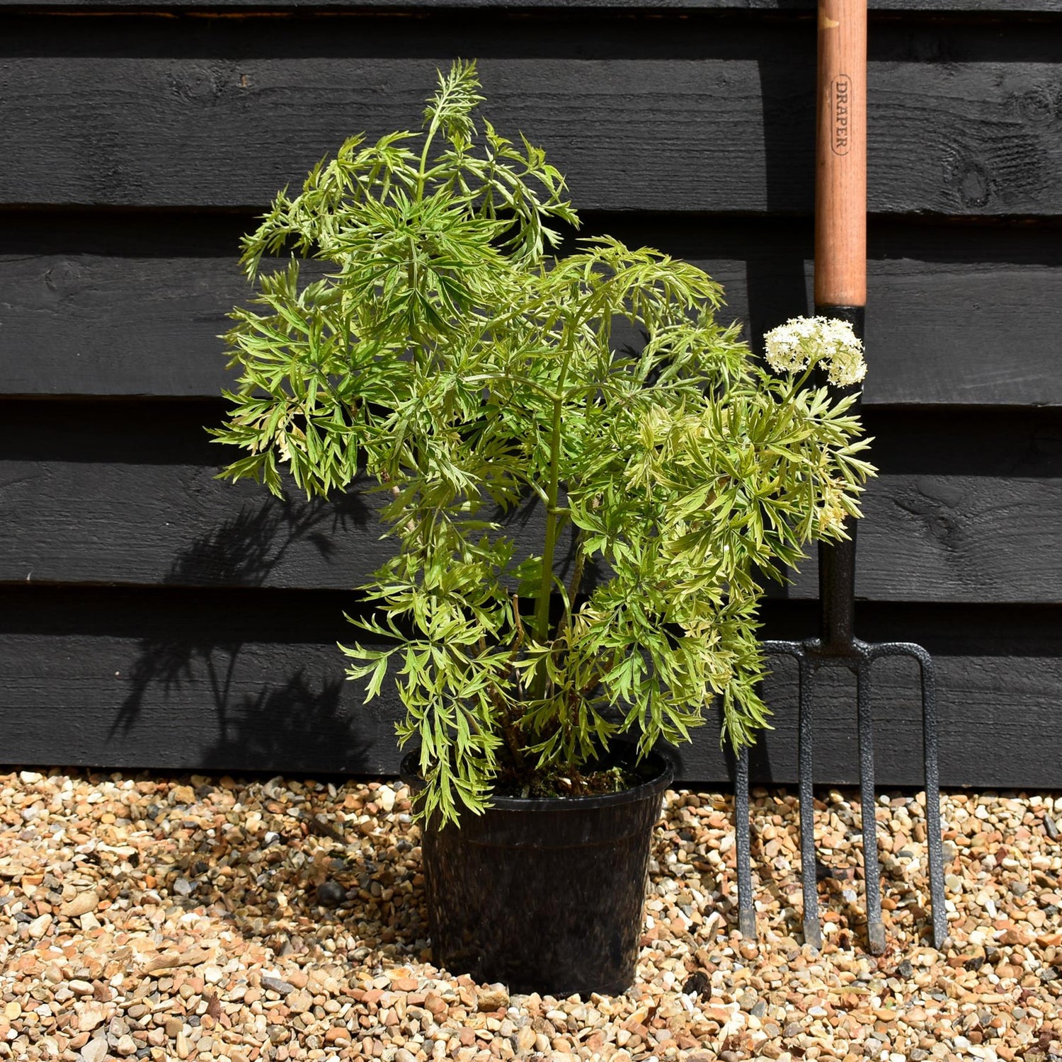 Sambucus Golden Tower - Shrub - 20-30cm 3lt