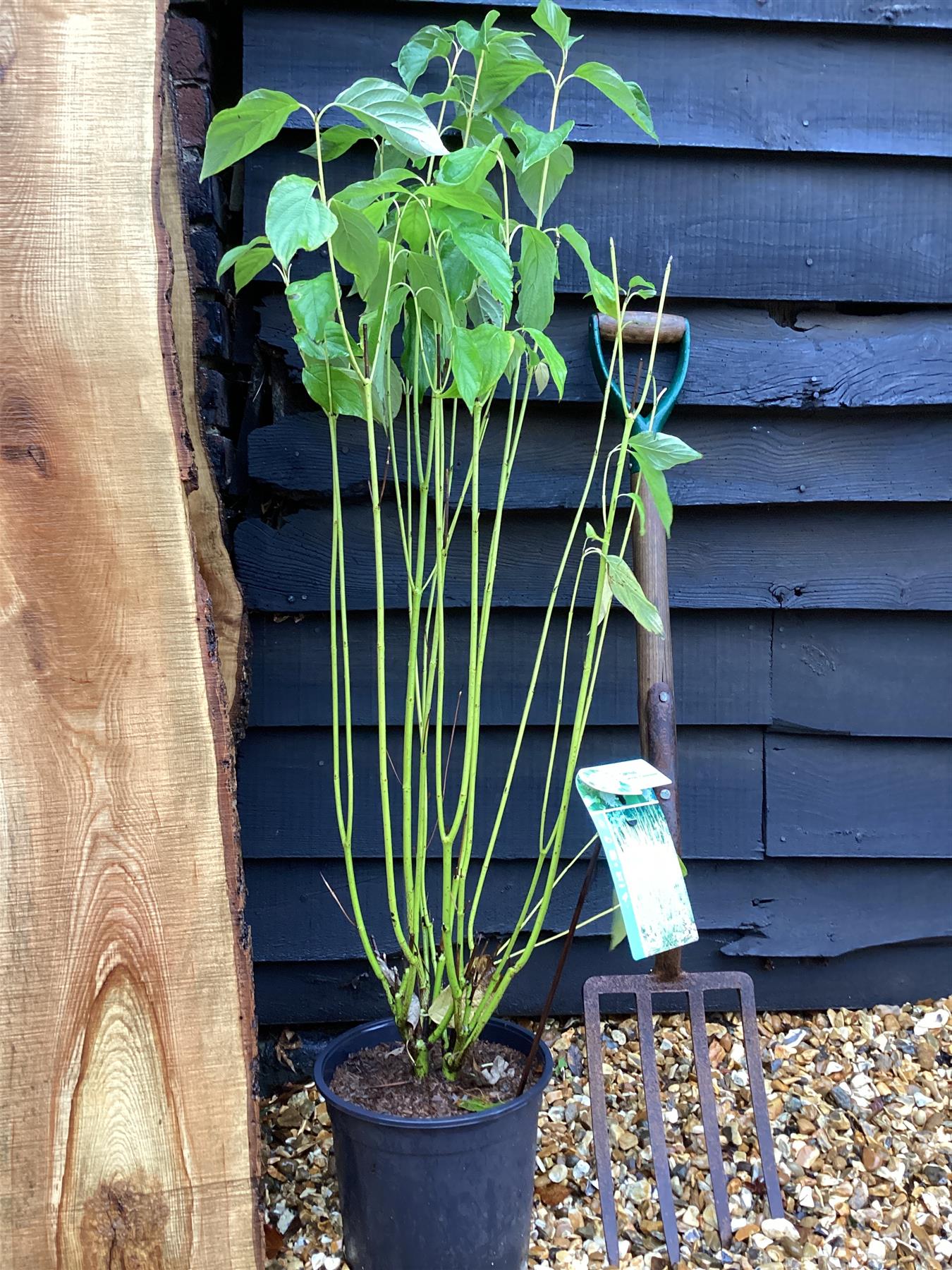 Cornus alba 'Flaviramea' | Golden-twig Dogwood - 40-70cm, 5lt