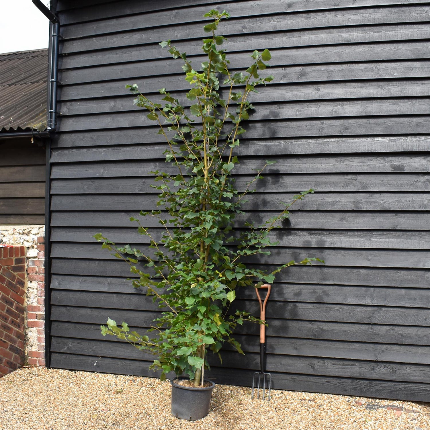 Tilia cordata | Small-Leaved Lime - Height 160-200cm - 20lt