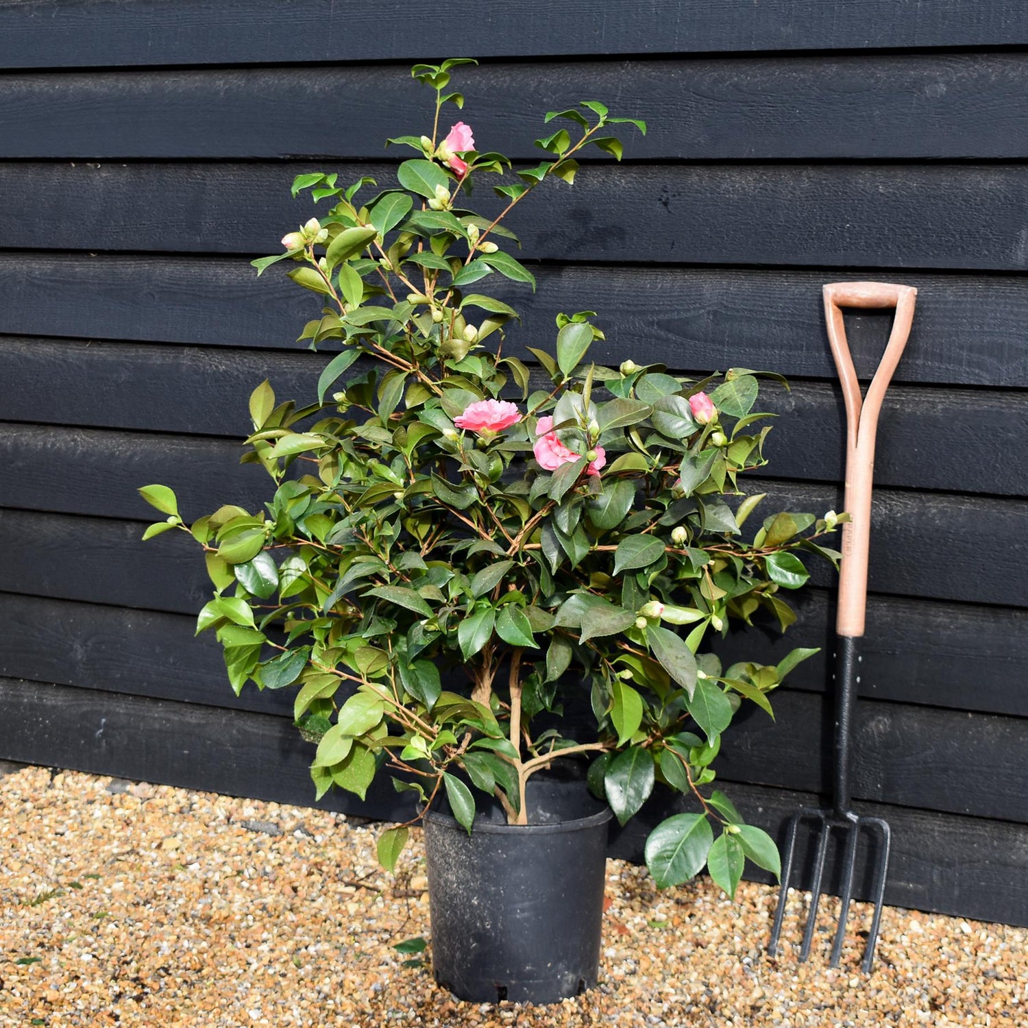 Camellia x williamsii Debbie - Shrub - Height 80-100cm - 12lt
