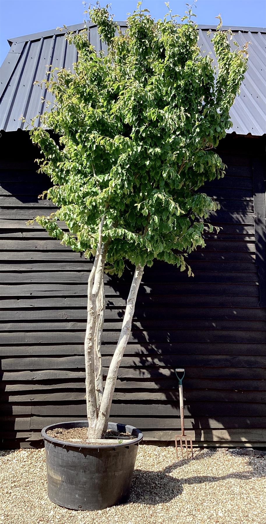 Parrotia Persica Multistem | Persian Ironwood - 400cm - 150lt