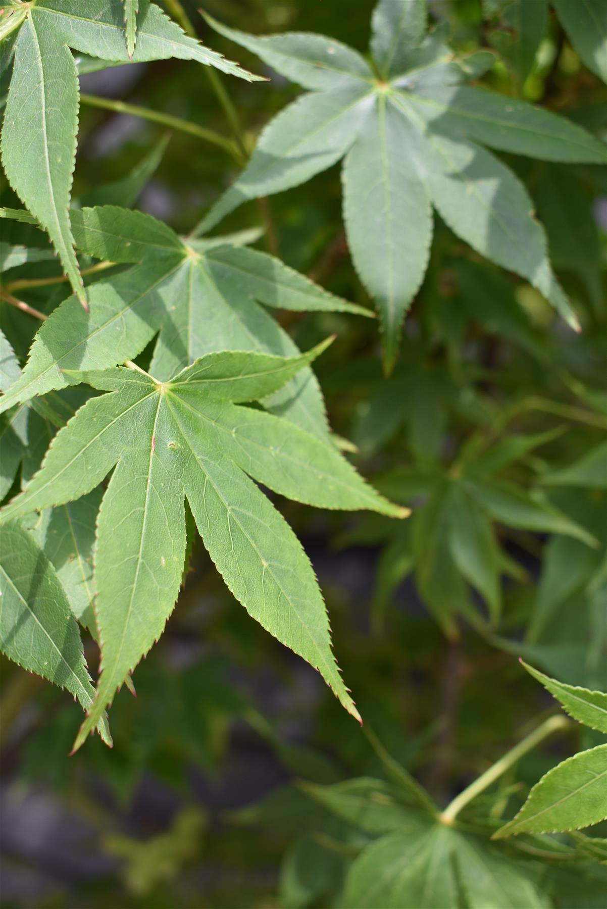 Acer palmatum 'Osakazuki' | Japanese Maple - Bushy - 240-260cm - 130lt