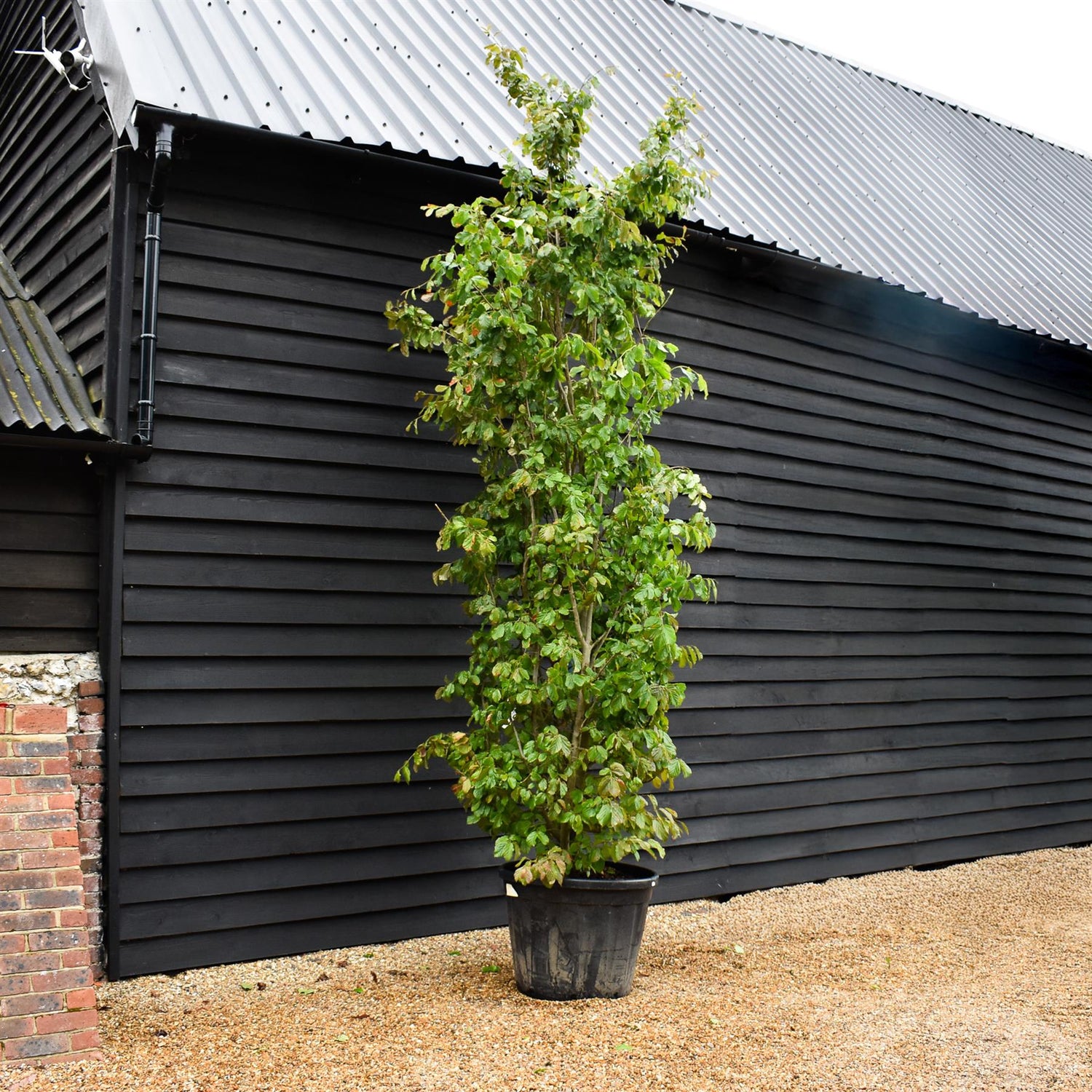 Parrotia persica | Persian Ironwood - Large Shrub - Height 370-400cm - 130lt