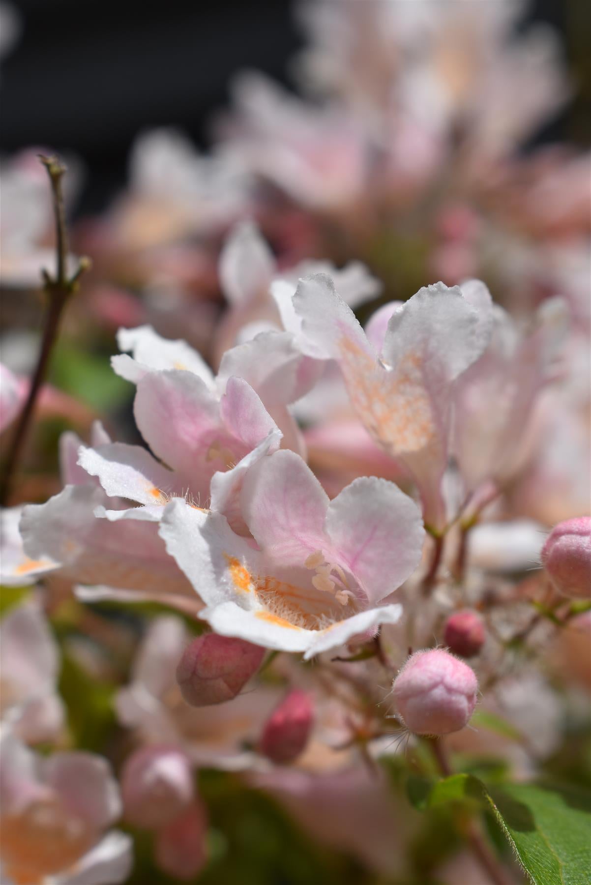 Kolkwitzia amabillis Pink Cloud | Beauty bush 'Pink Cloud' - 120-150cm, 30lt
