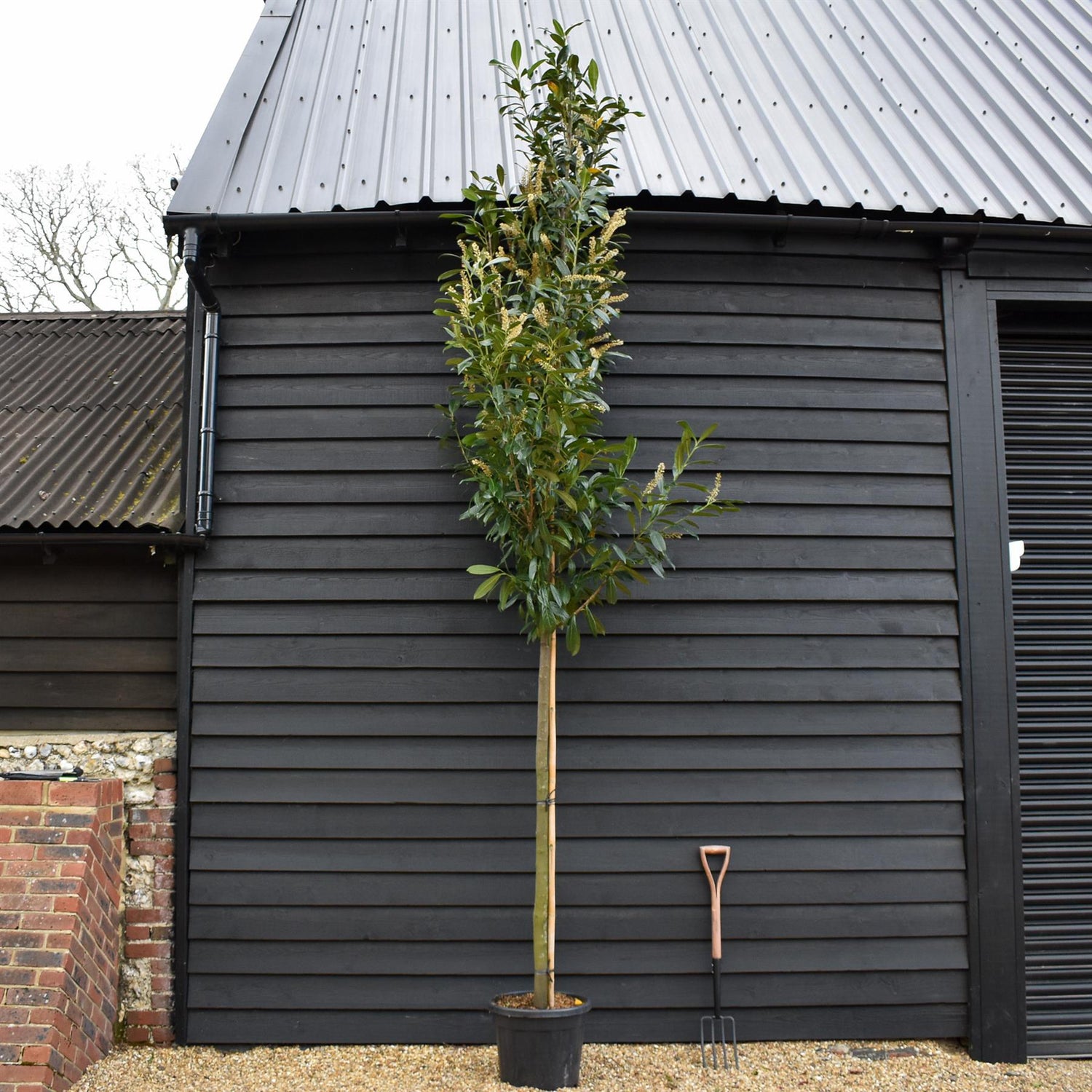Prunus laurocerasus 'Caucasica' - Clear Stem 160-180cm - Girth 14-16cm - Height 400-420cm - 35lt