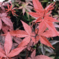 Acer palmatum 'Twombly's Red Sentinel' | Japanese Maple - Bushy - 110-140cm - 15lt