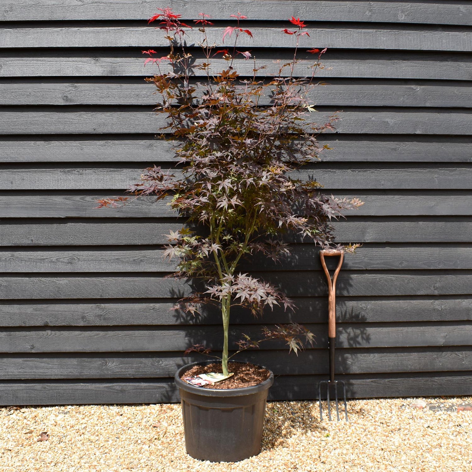 Acer palmatum 'Katsura' | Katsura Japanese Maple  Bushy - Height 180-200cm -  55lt