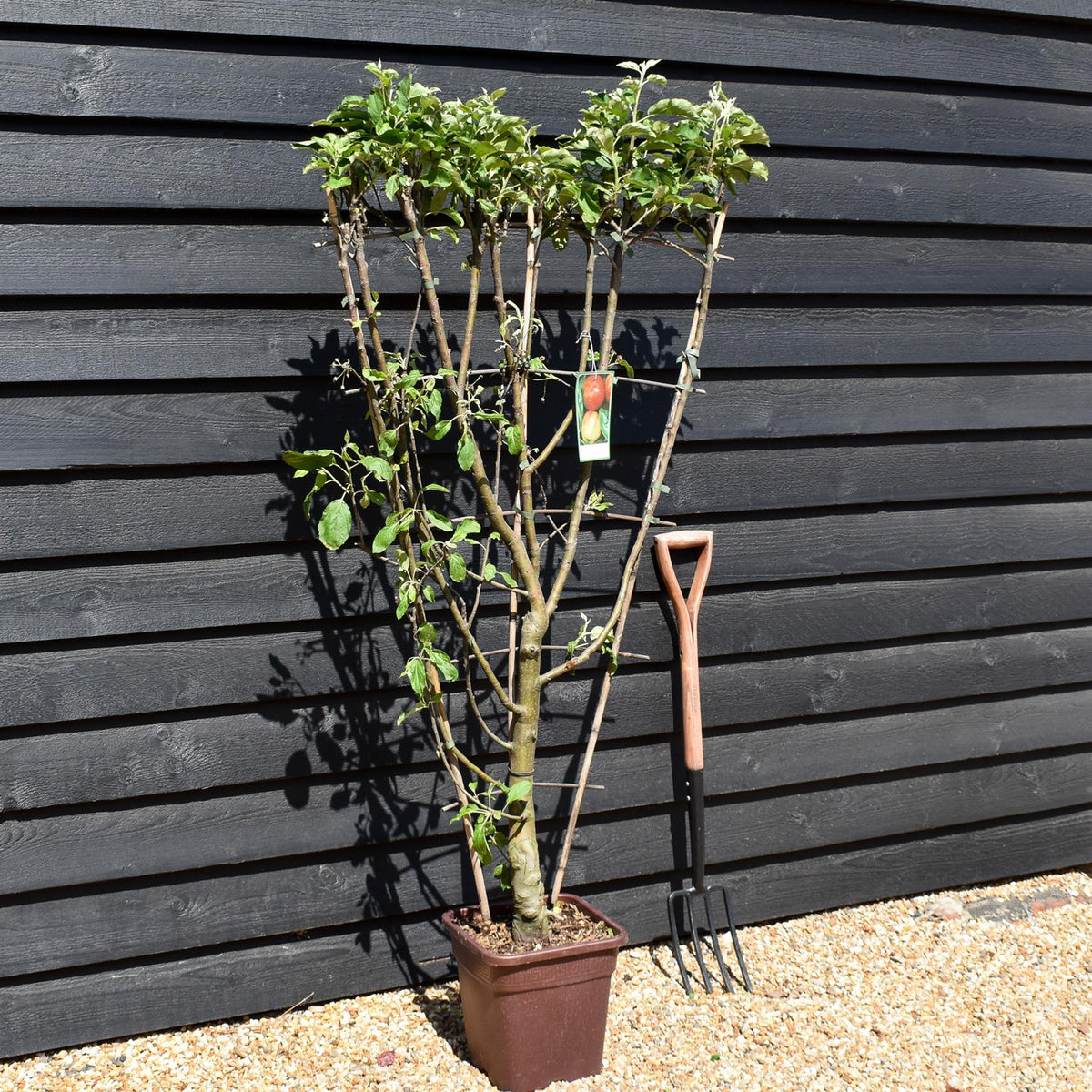 Malus Communis -  'Elstar' - Apple Tree - Espalier - Height 140-150cm - 15lt