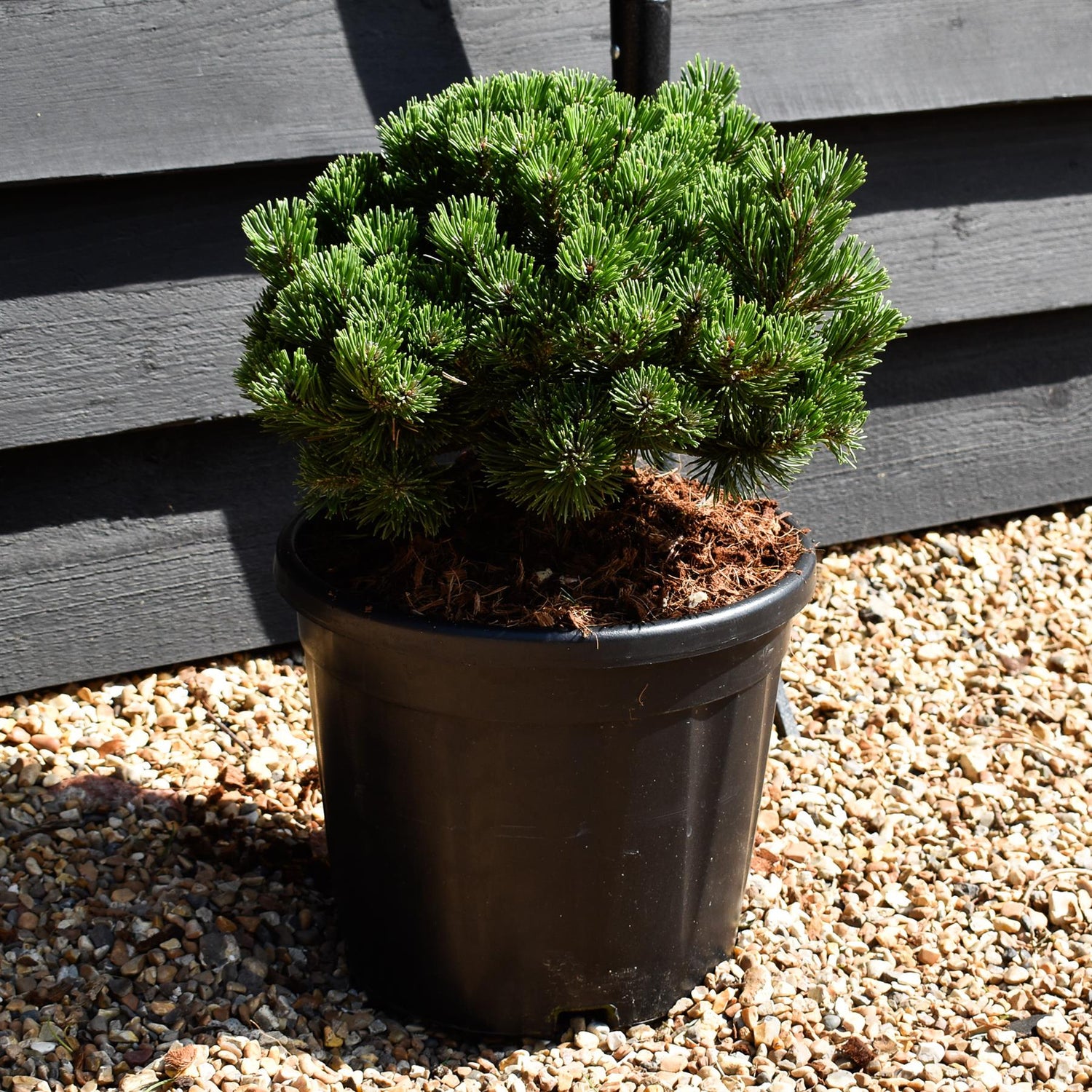 Pinus mugo 'Sherwood Compact' | Dwarf mountain pine - Height 20cm - Width 30cm - 11lt