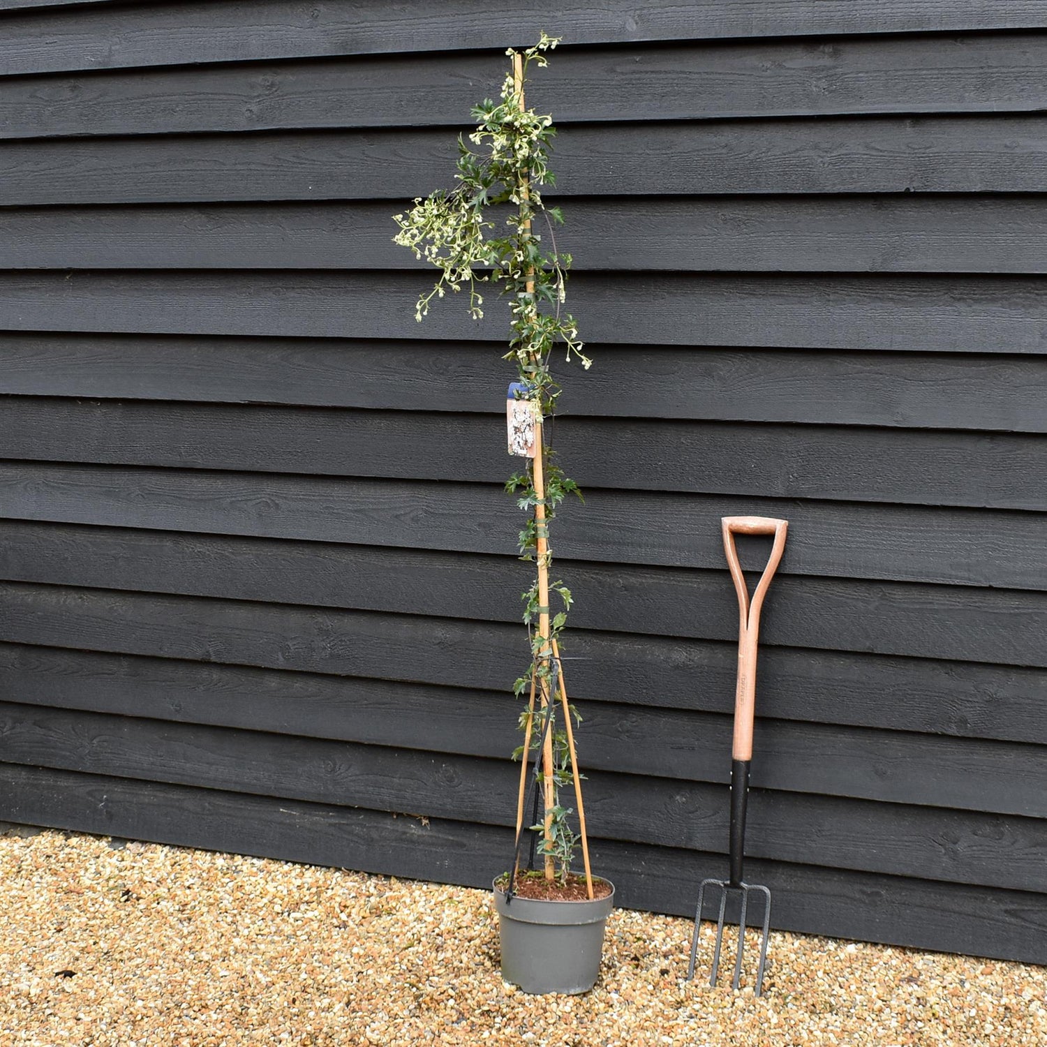 Clematis cartmanii 'Avalanche' - Evergreen - Climber on cane - Height 180-200cm - 8lt