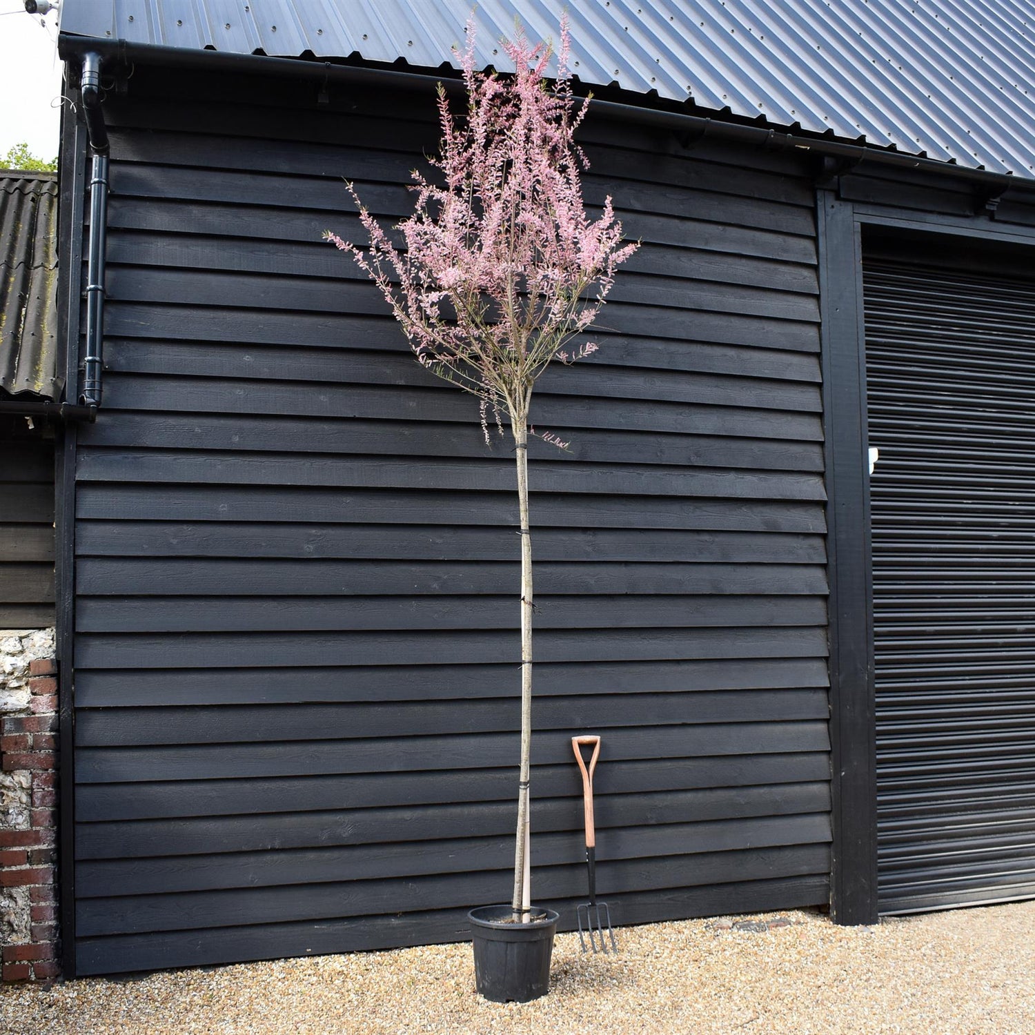 Tamarix Gallica - Clear Stem 180-200cm - Girth 8-10cm - Height 380-400cm - 25lt