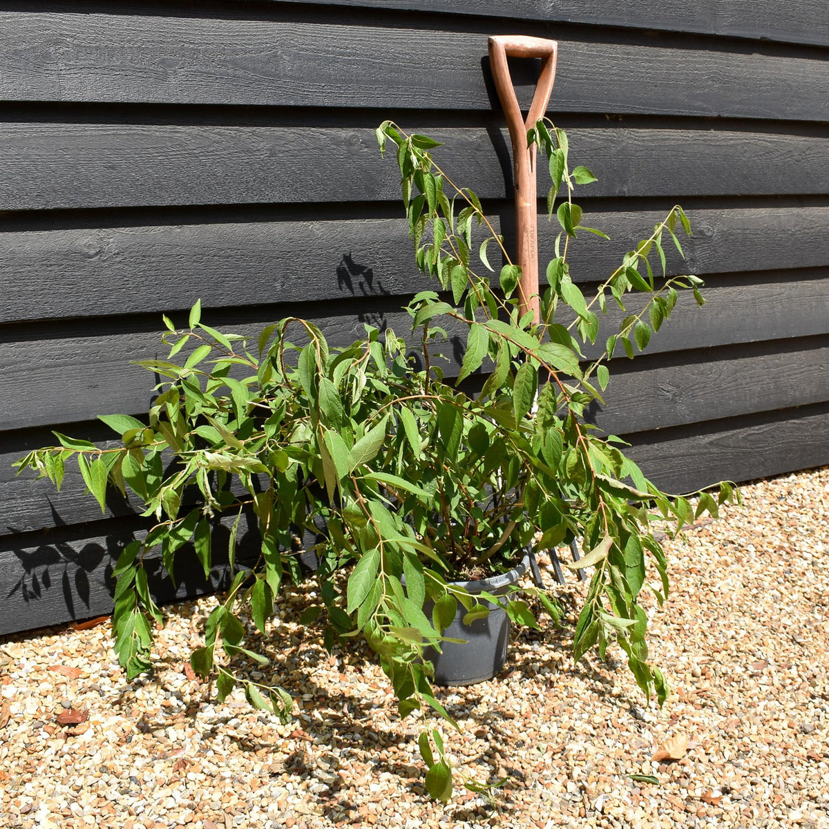 Deutzia - Shrub - Height 60-70cm - 5lt