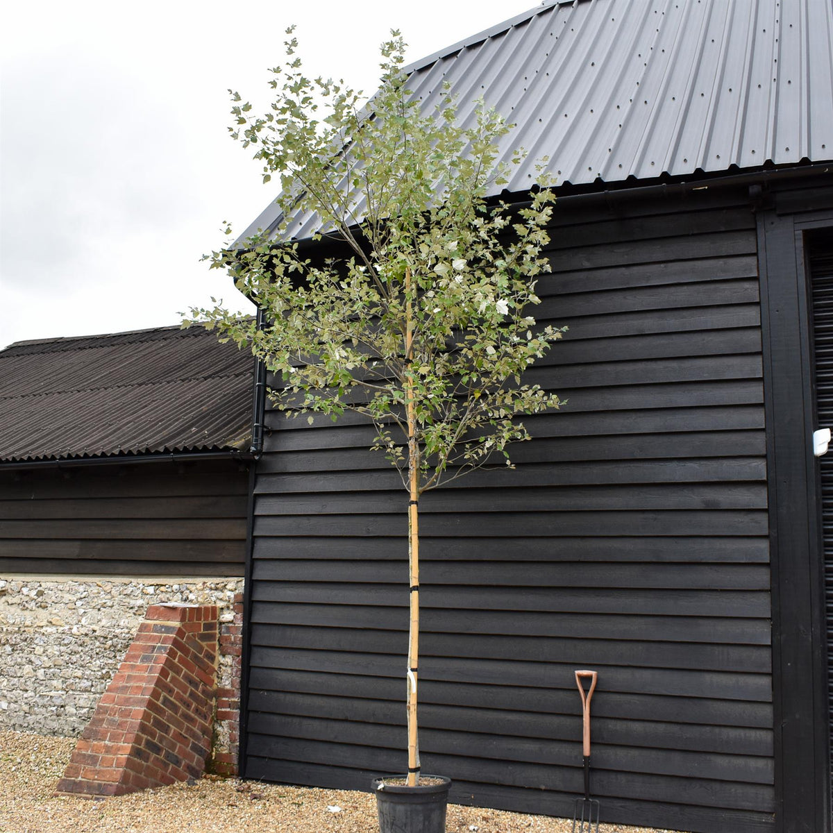 Populus alba | White Poplar Tree - Standard - Clear stem 160-170cm - Height 370-400cm - 45lt