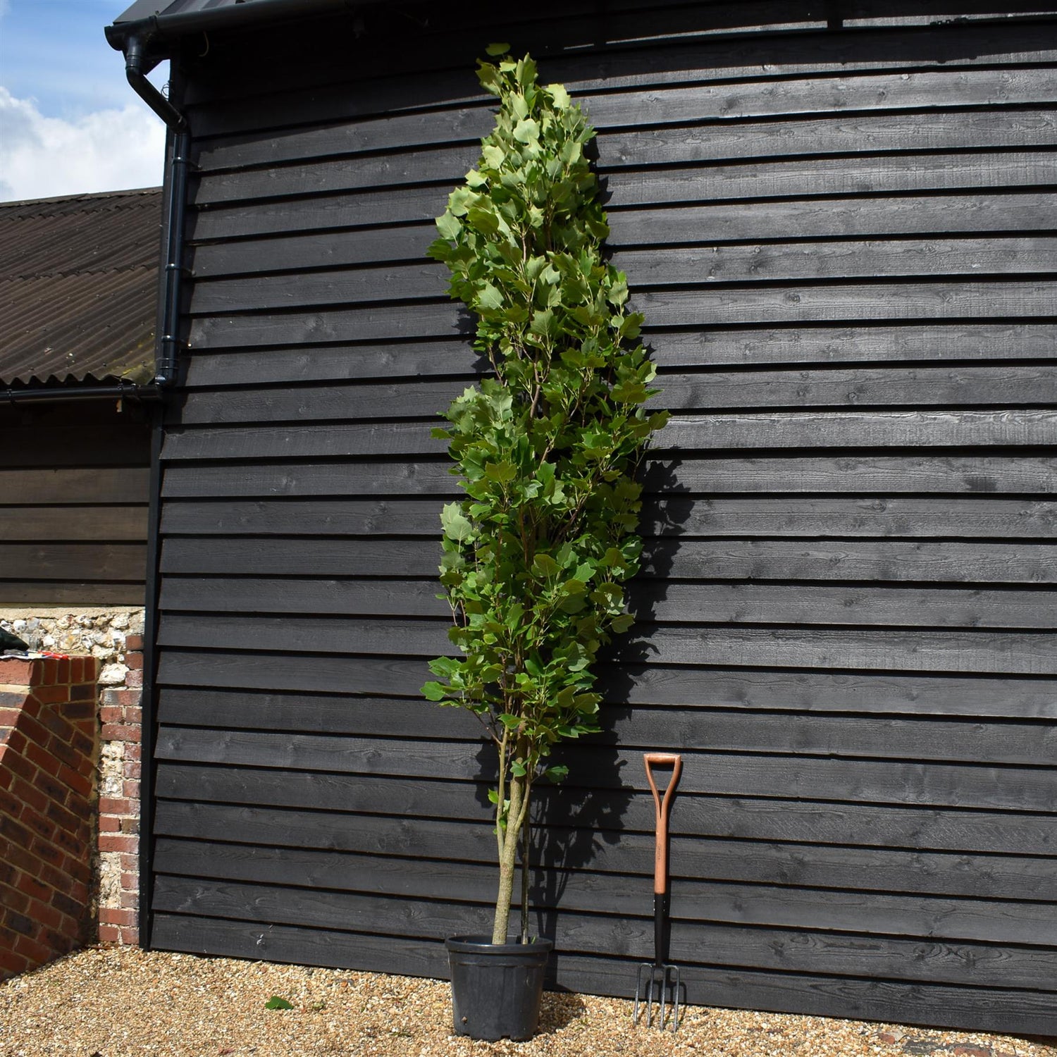 Liriodendron tulipifera 'Fastigiatum' | Tulip Tree 'Fastigiatum' - 200-210cm, 25lt