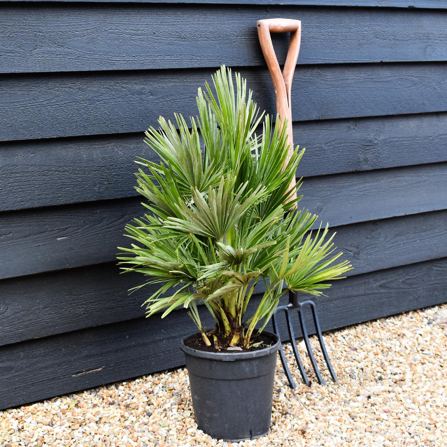 Chamaerops Hummilis Compacta - Height 60-70cm - Shrub - 18lt