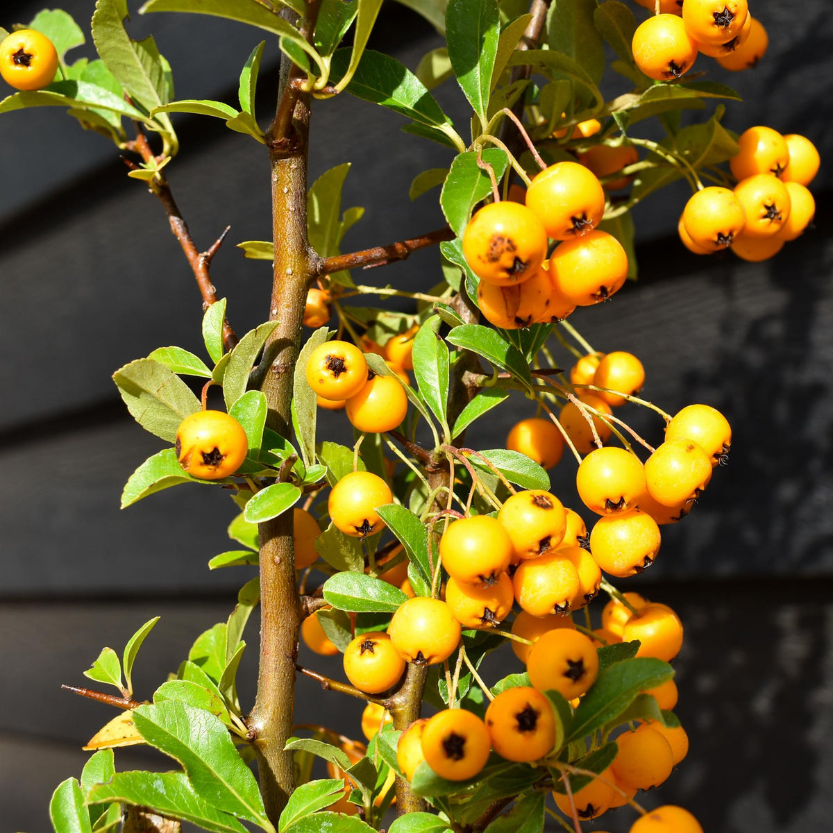Pyracantha 'Solei D'or' - Height 90-120cm - 10lt