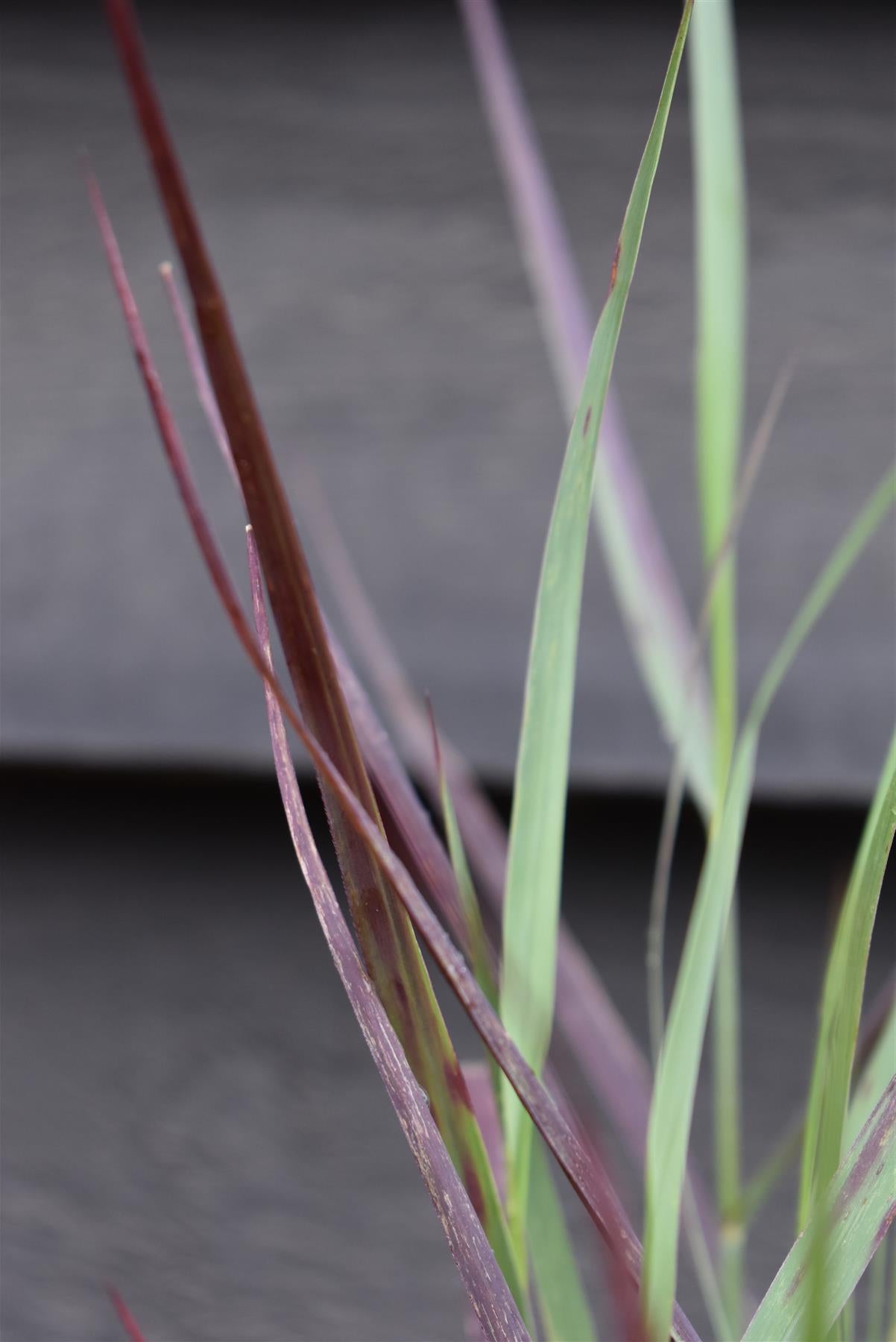 Panicum virgatum 'Heavy Metal' - 40-80cm - 3lt