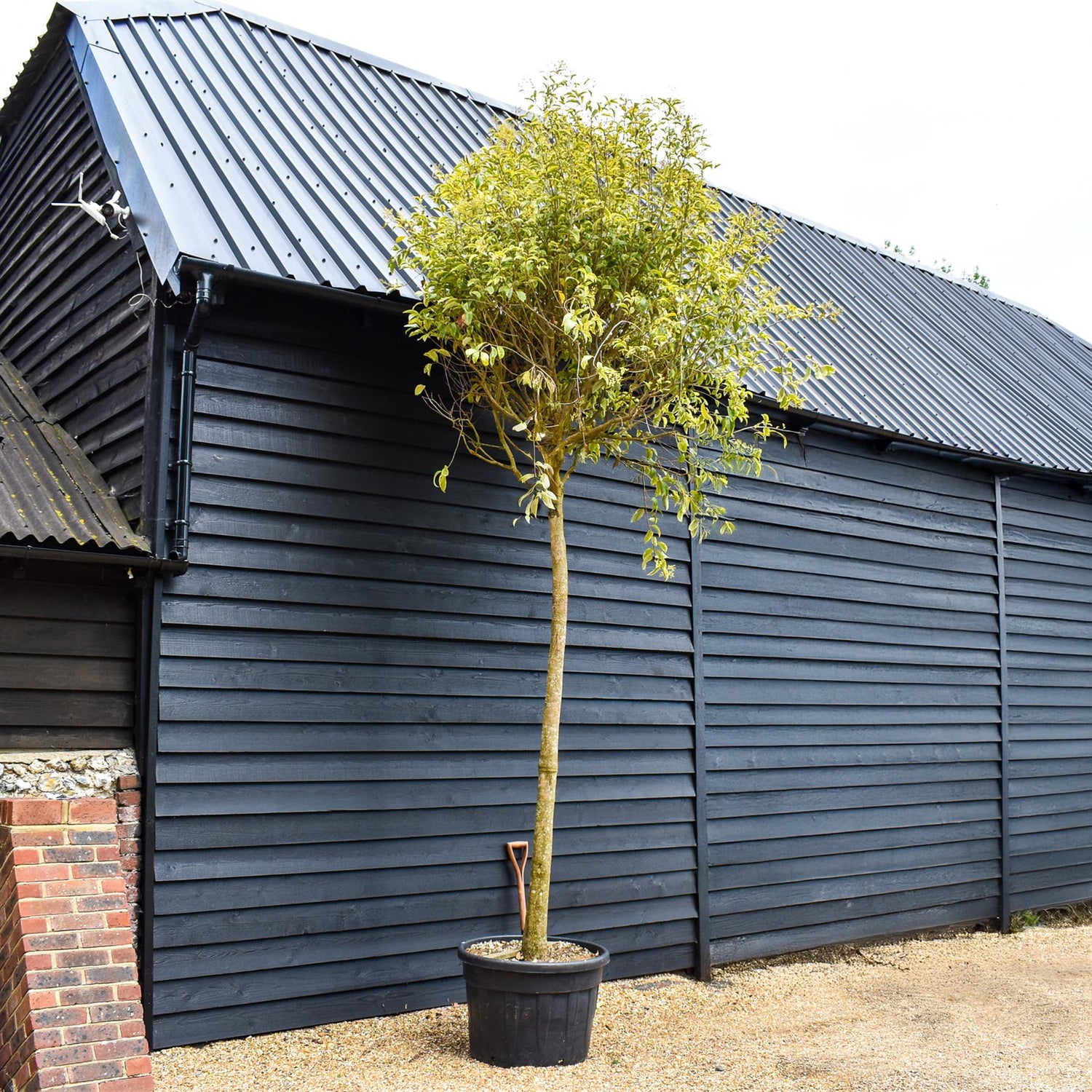 Ligustrum - Variegated - Clear Stem 210-220cm - Girth 23-25cm - Height 290-320cm -130lt