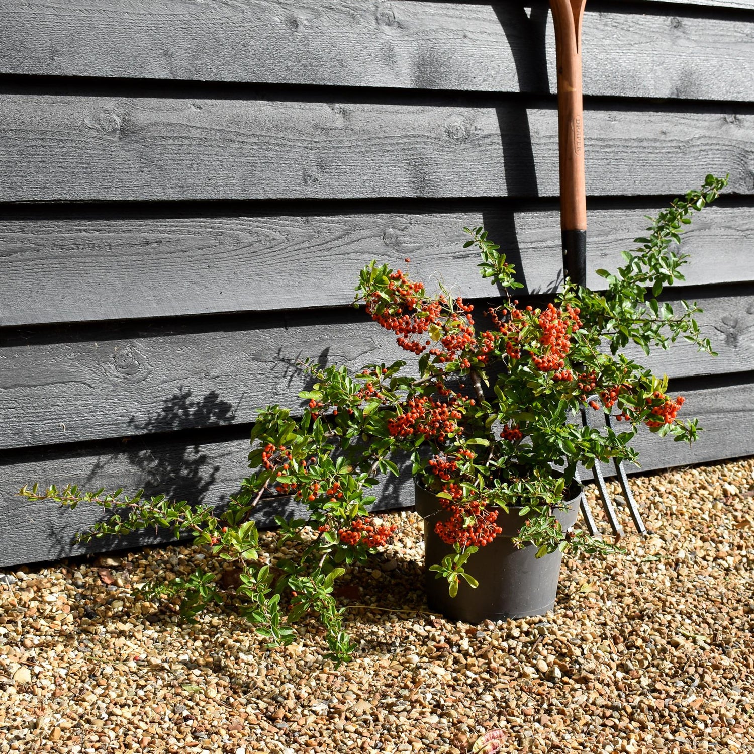 Pyracantha 'Orange Glow'  | Orange Firethorn 30-90cm - 10lt