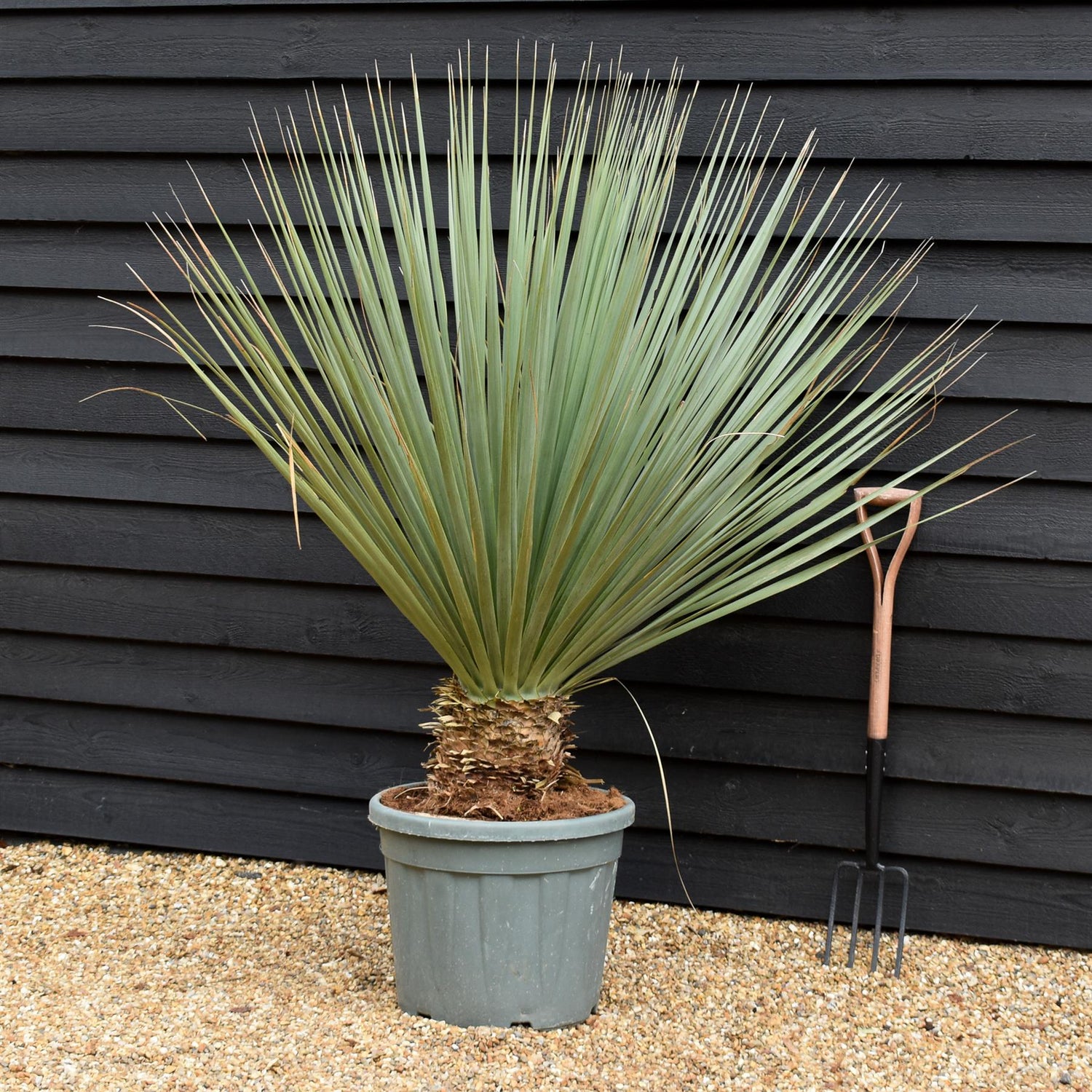 Nolina hibernica -  Beargrass Tree - Height 100-110cm - Width 110cm - 45lt