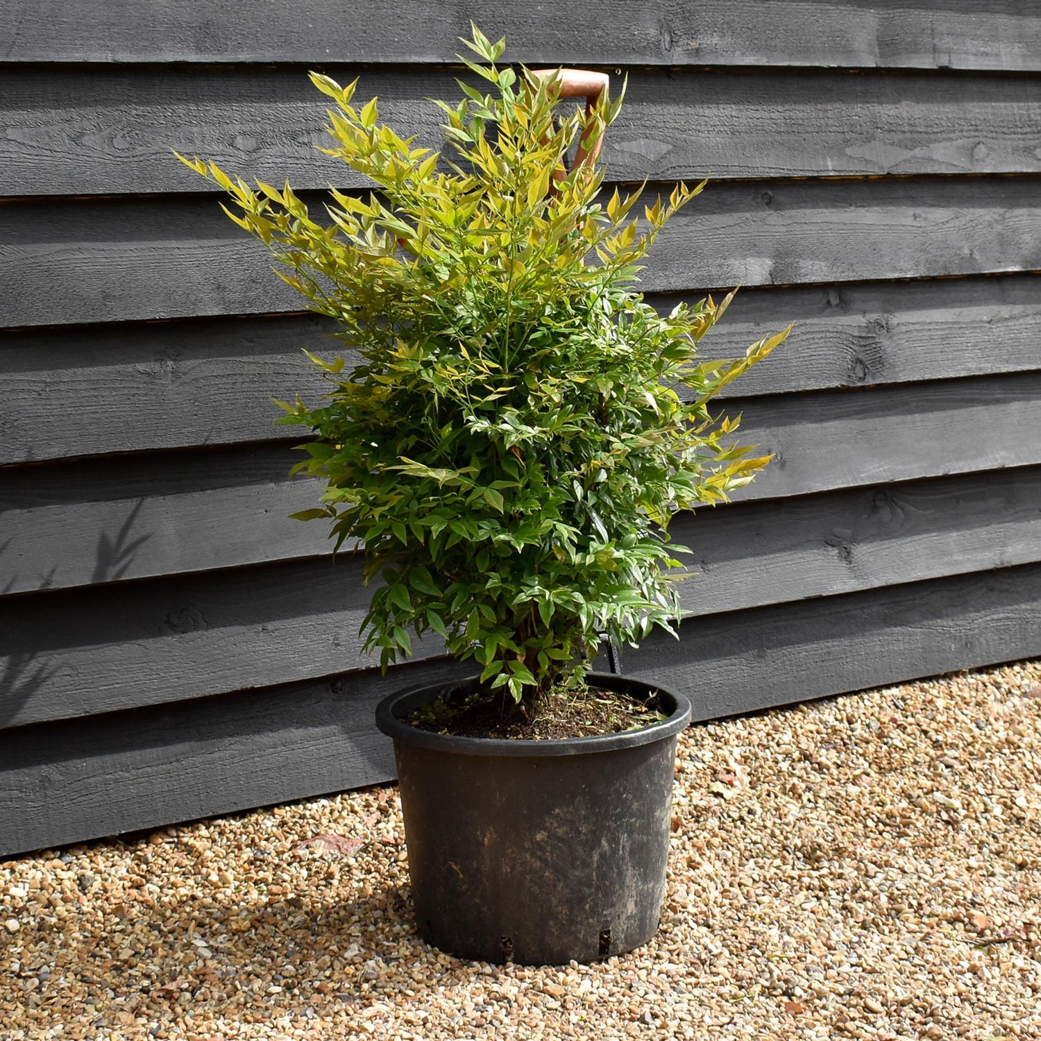Nandina domestica 'Gulf Stream' - Height 60-70cm - 20lt