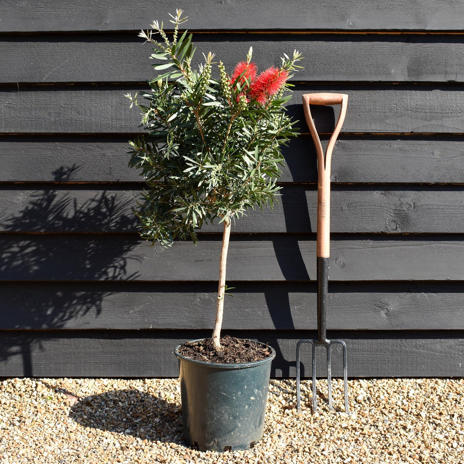Callistemon 'Kingpark' - Clear Stem 40cm - Height 90cm - Girth 6cm - 12lt