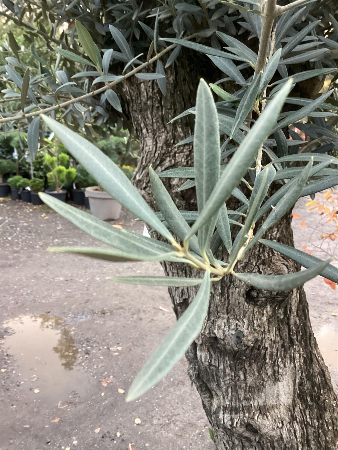 Olive Tree | Olea Europea 1/2 Std Girth 76cm - 210-220cm, 160lt