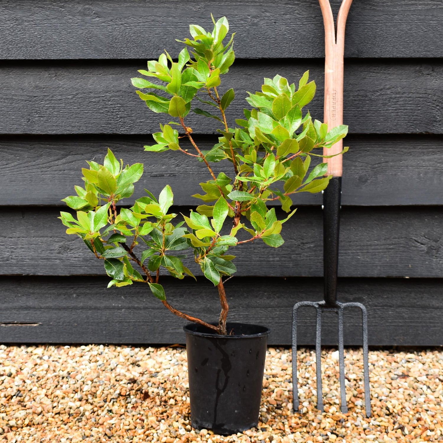 Arbutus unedo | Strawberry Tree - 20-25cm, 3lt