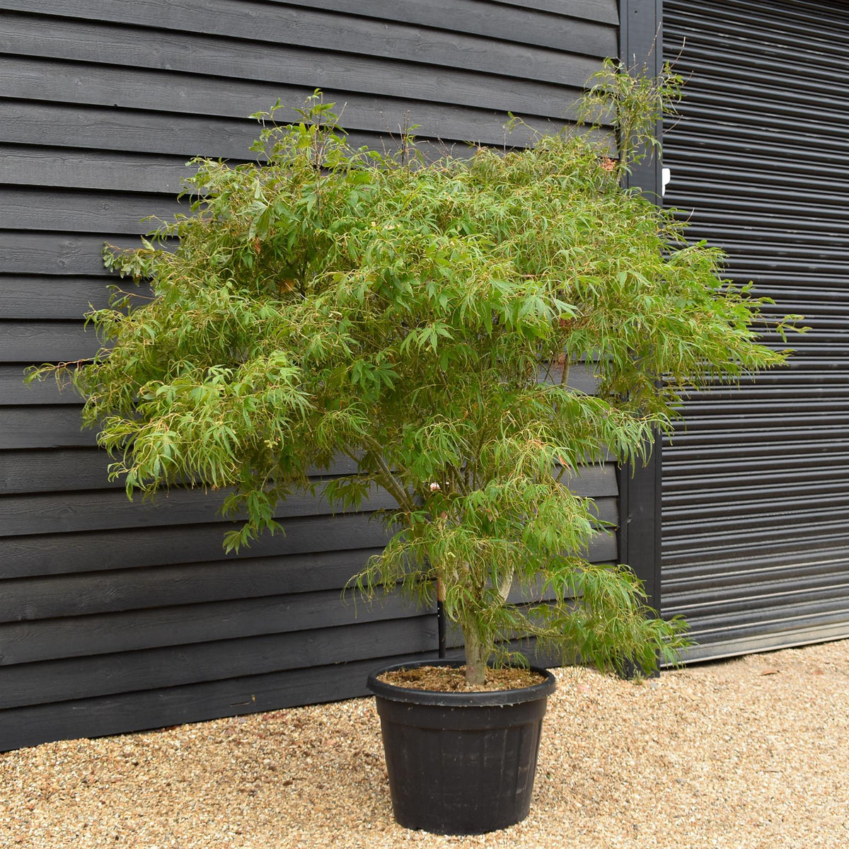 Acer palmatum 'Koto No Ito' | Japanese HarpStrings maple - Bushy - Height 200cm - 90lt